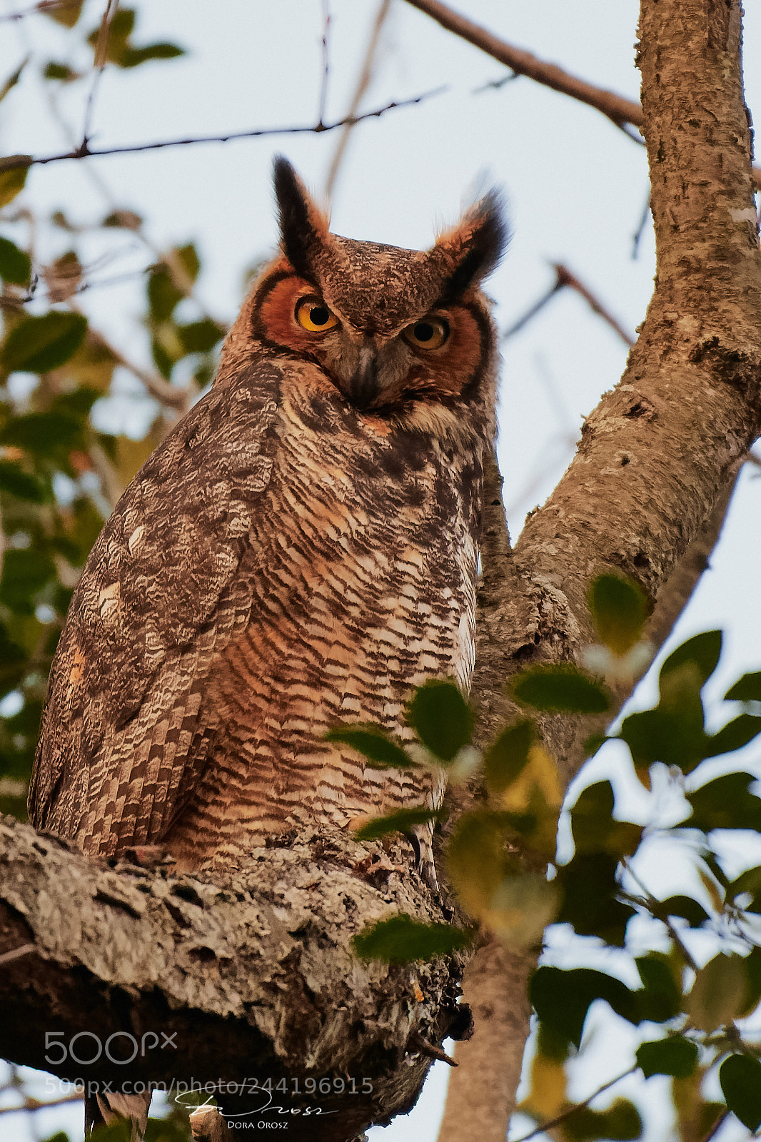 Nikon D500 sample photo. Horned owl. giving me photography