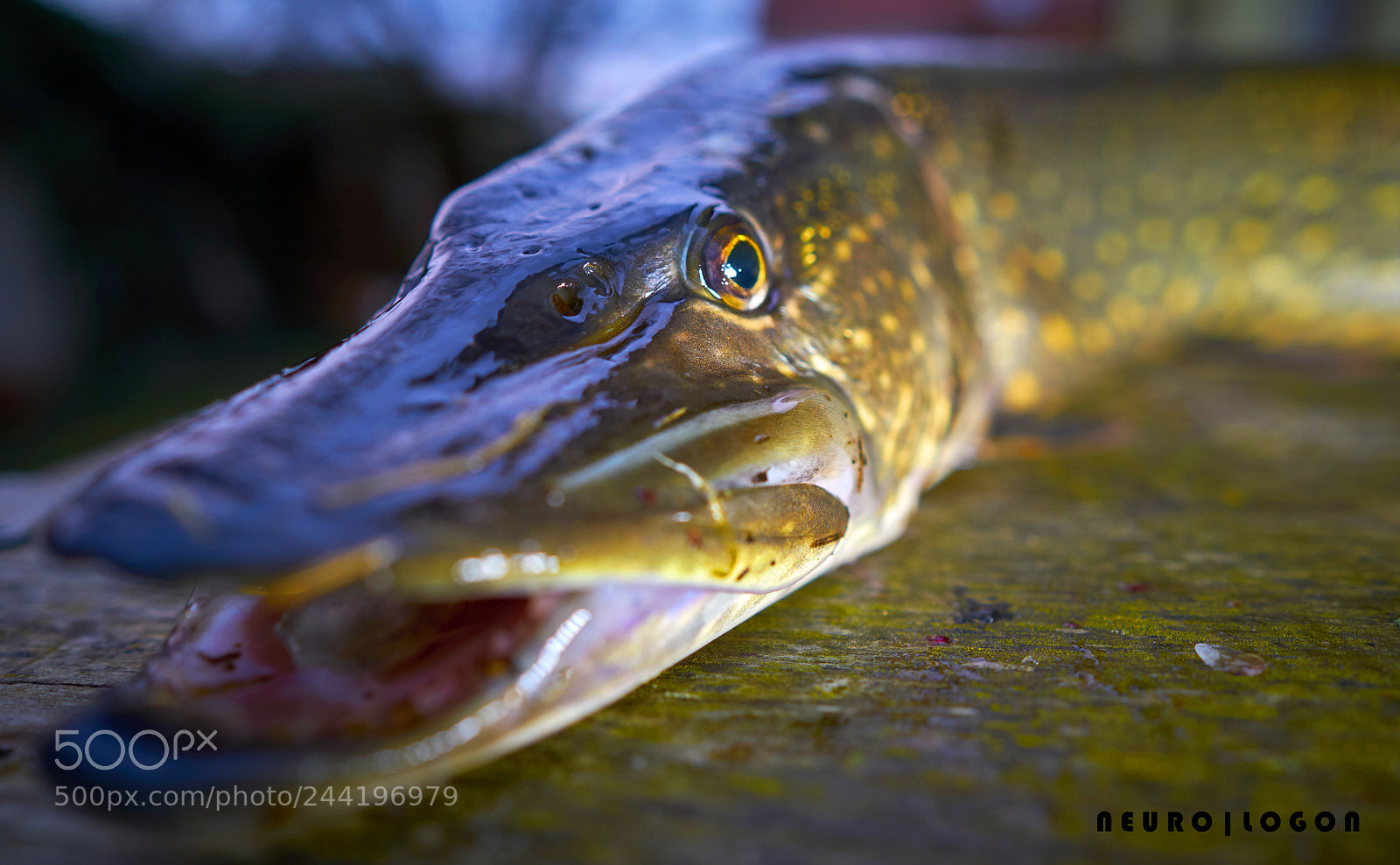 Sony a7R II sample photo. Esox photography