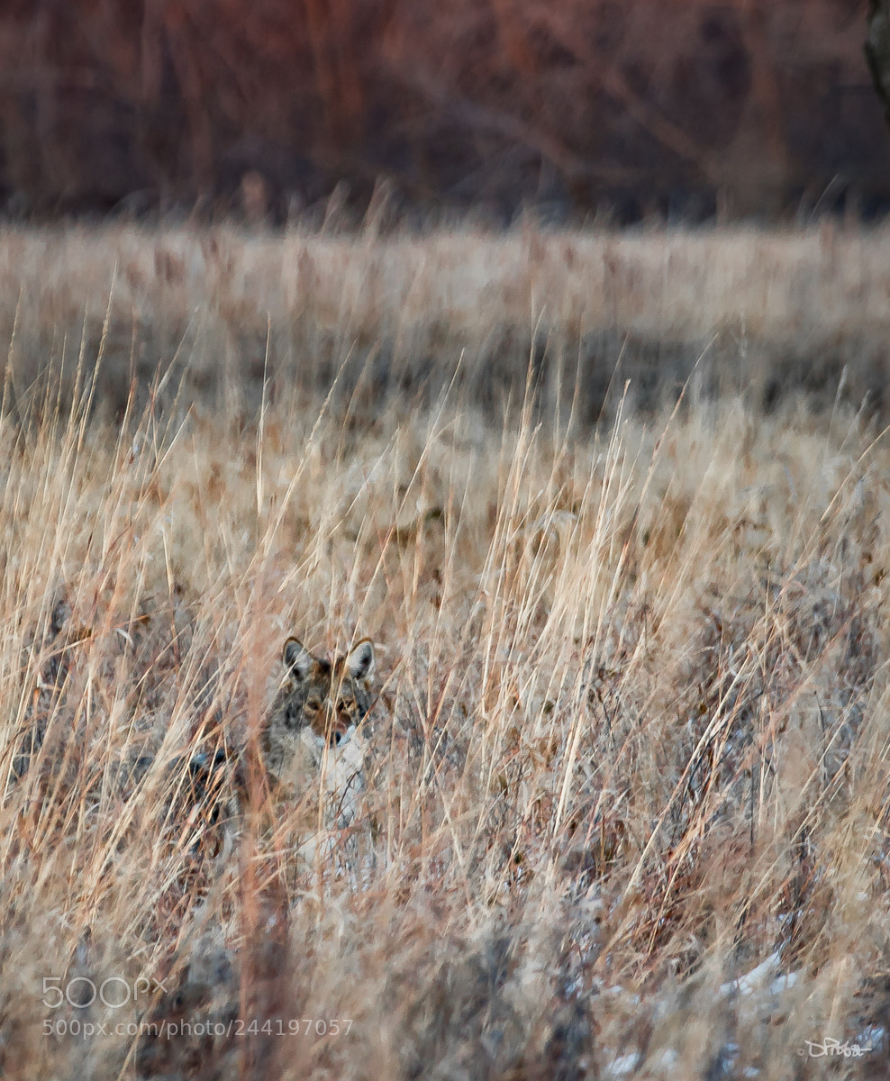 Canon EOS 7D Mark II sample photo. Find the coyote in photography