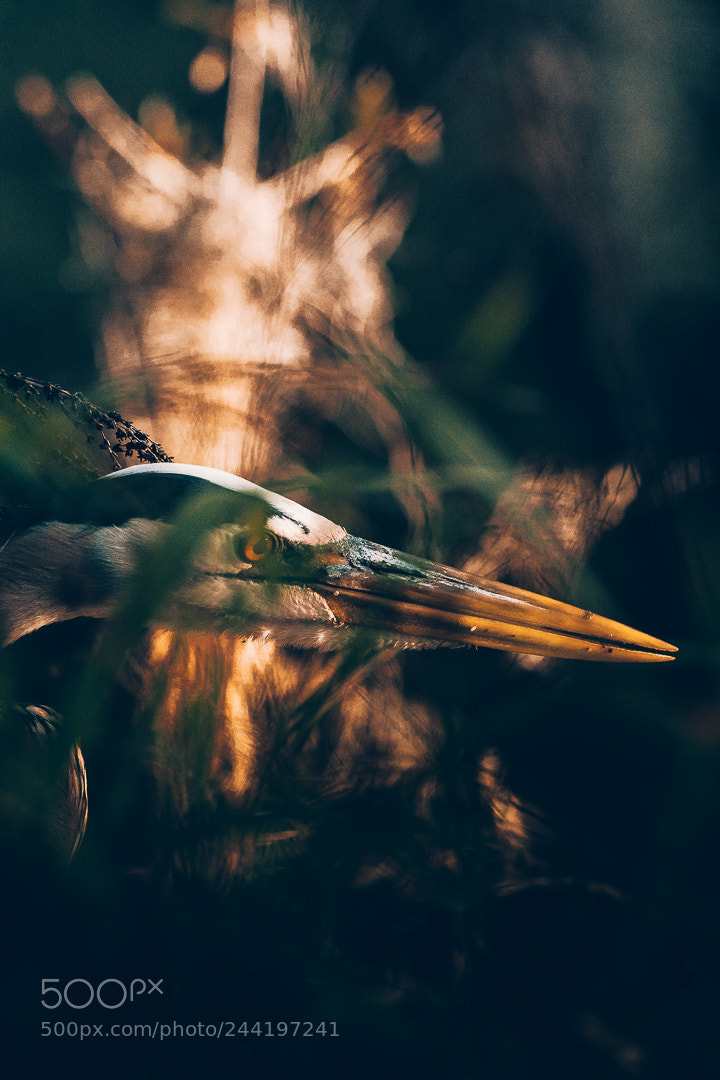 Sony a7R II sample photo. The great blue heron photography