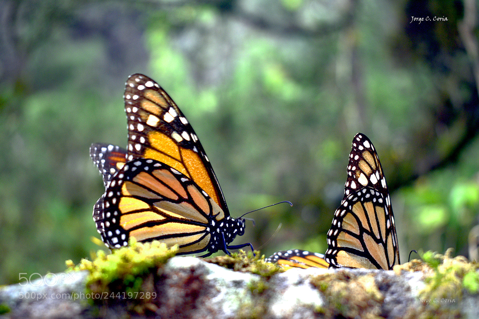 Nikon D3400 sample photo. Mariposa monarca. photography