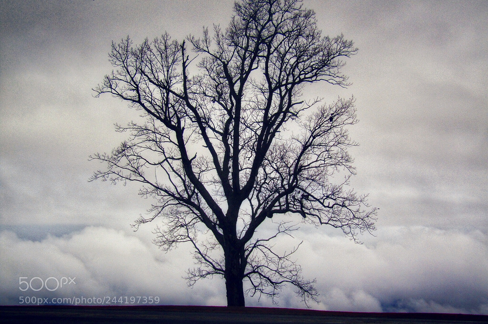 Canon PowerShot SX420 IS sample photo. (water) tree photography