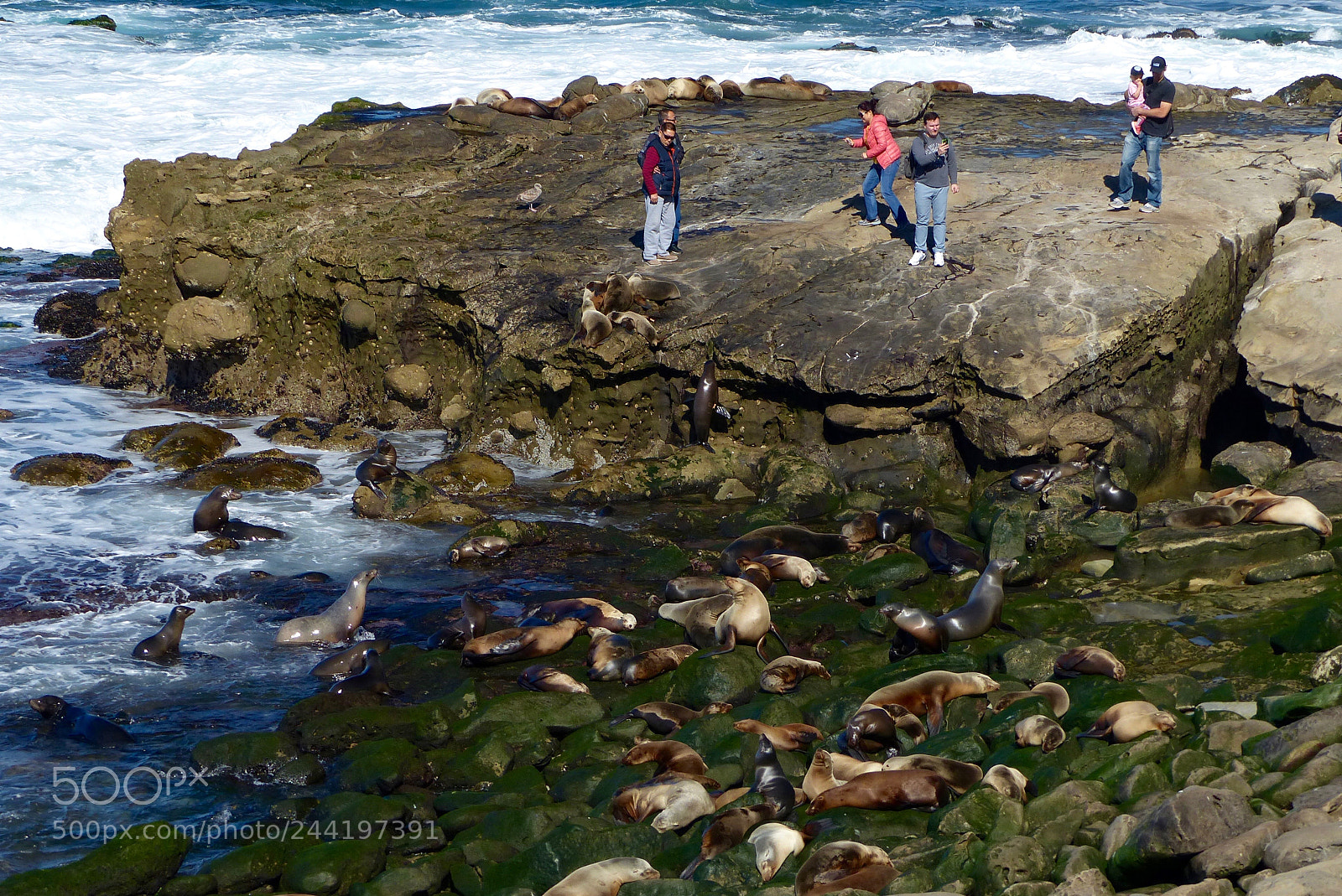 Panasonic Lumix DMC-FZ200 sample photo. The sea lions' rocks photography