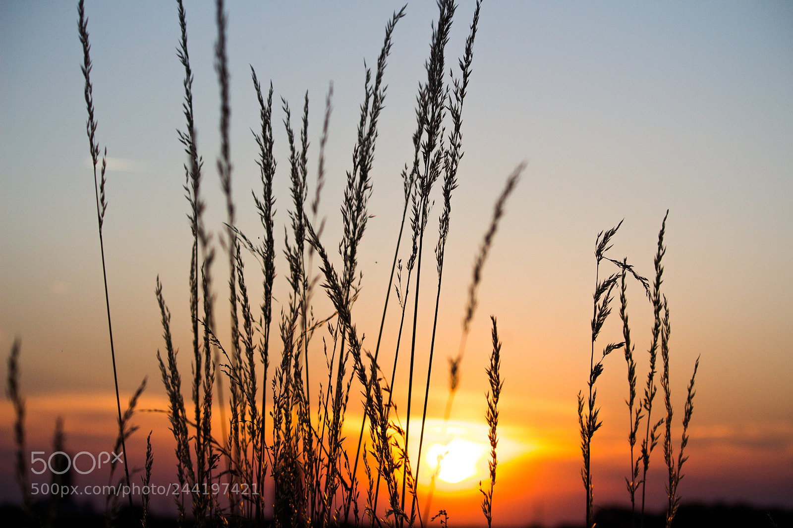 Canon EOS 700D (EOS Rebel T5i / EOS Kiss X7i) sample photo. Harvest solstice photography