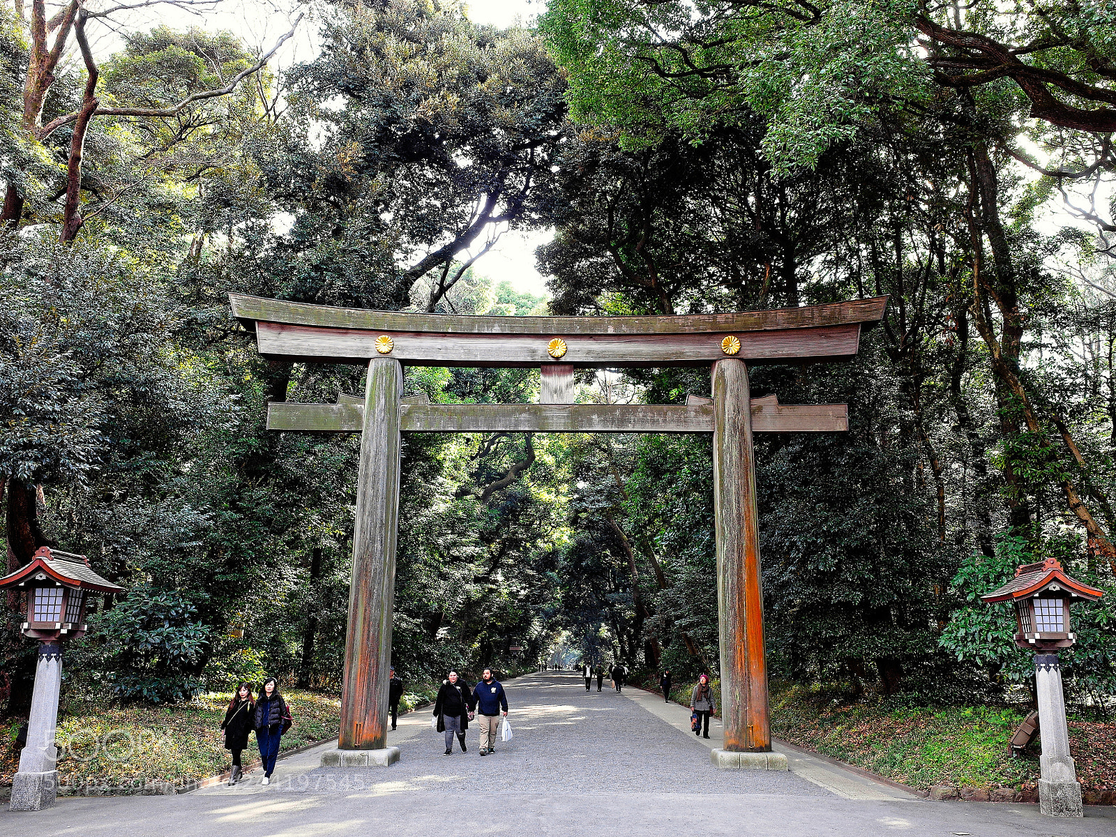 Ricoh GR II sample photo. Meiji shrine photography