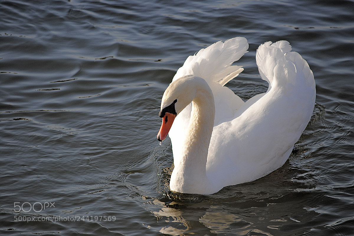 Nikon D3000 sample photo. Swan heart sm photography