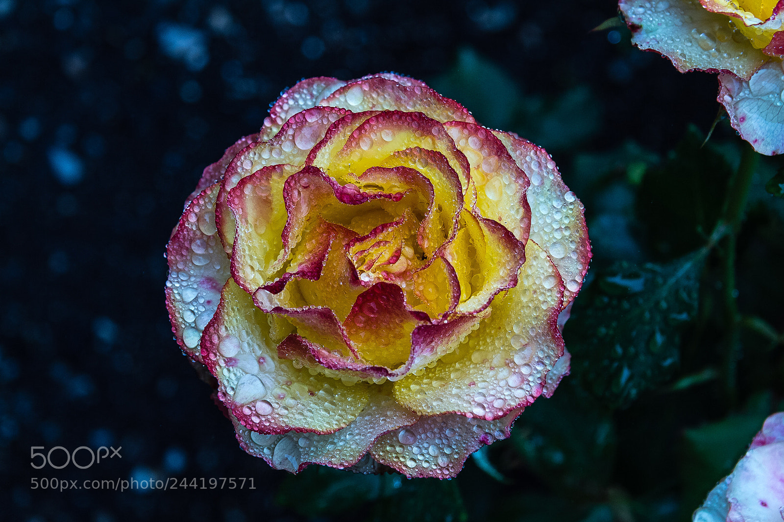 Canon EOS 60D sample photo. Rose 'tequila sunrise' photography