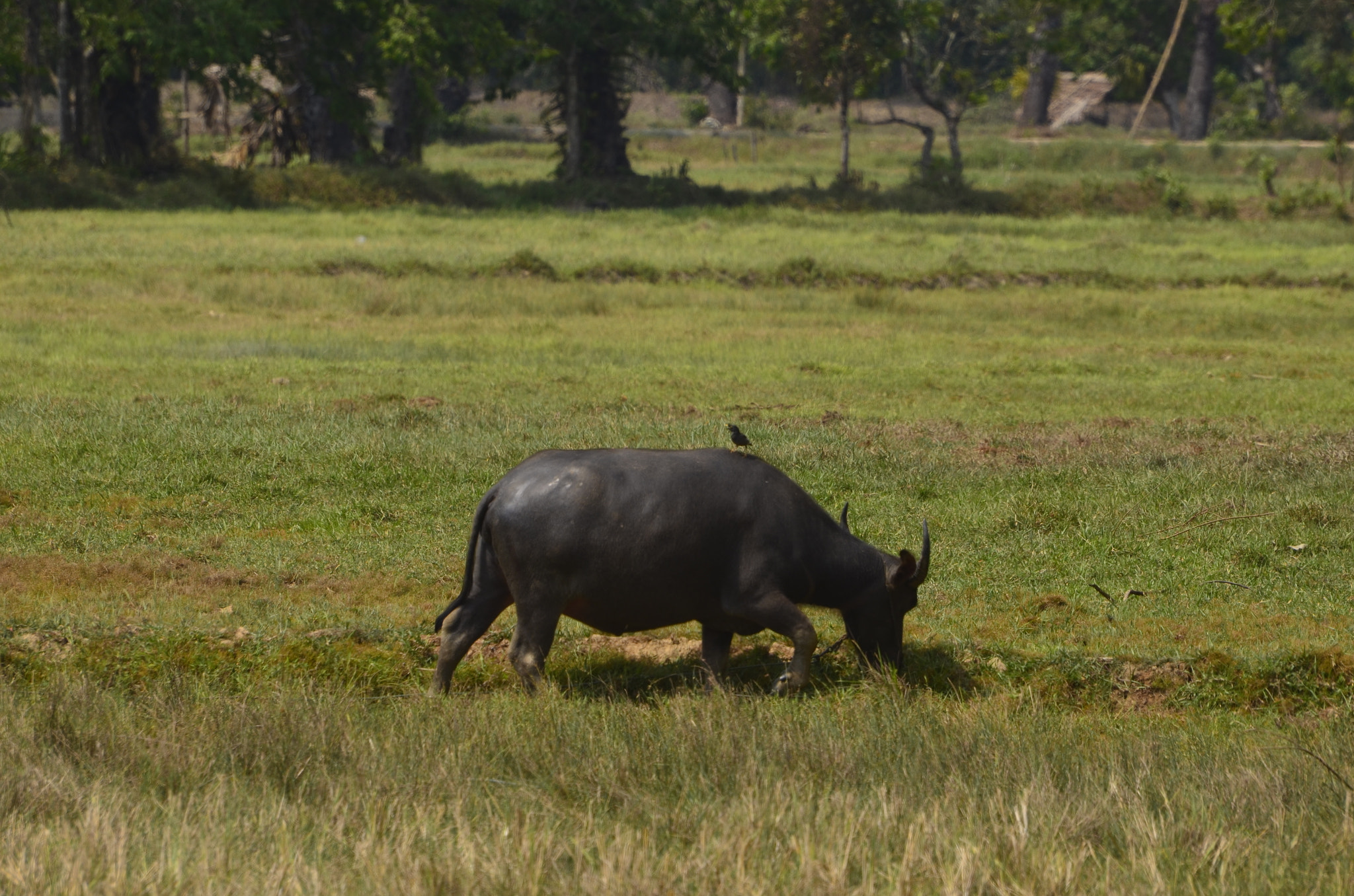 Nikon D5100 sample photo. Water buffalo photography