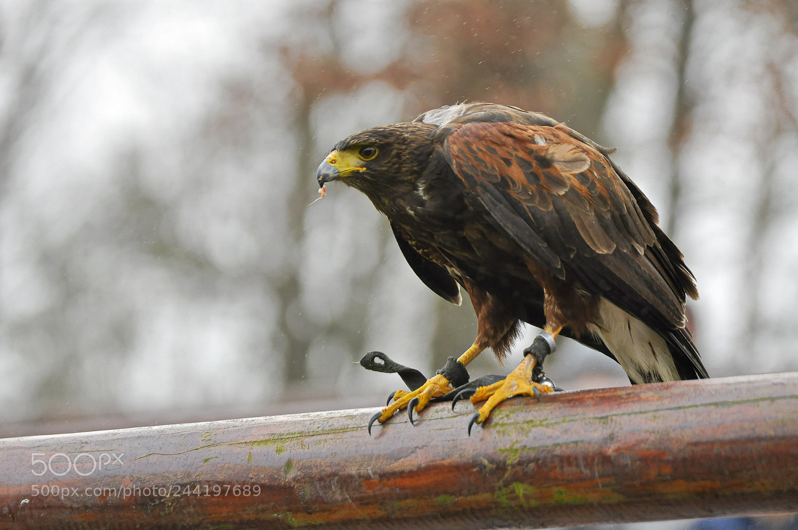 Nikon D90 sample photo. Harris hawk photography
