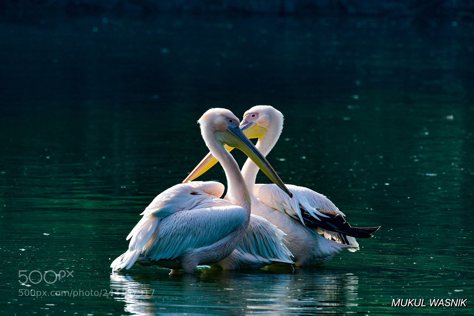 Nikon D500 sample photo. Two together photography