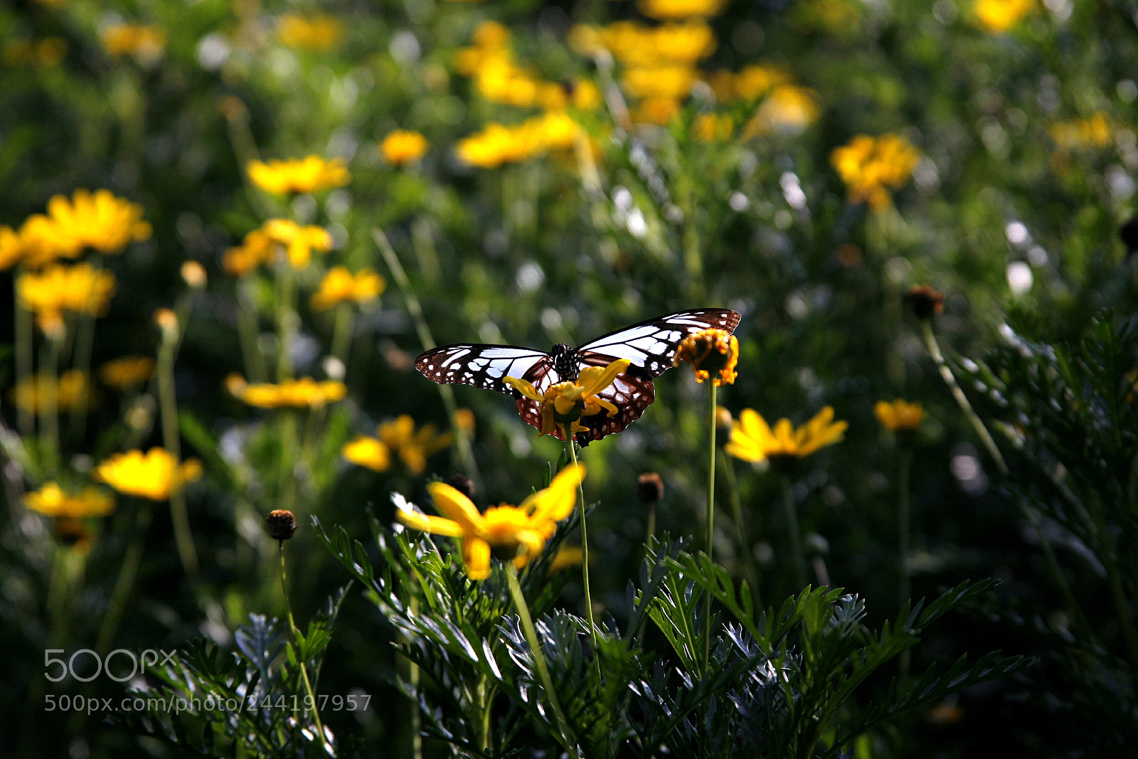 Canon EOS 5D sample photo. �������������������������������������������������������������������������������������������������... photography