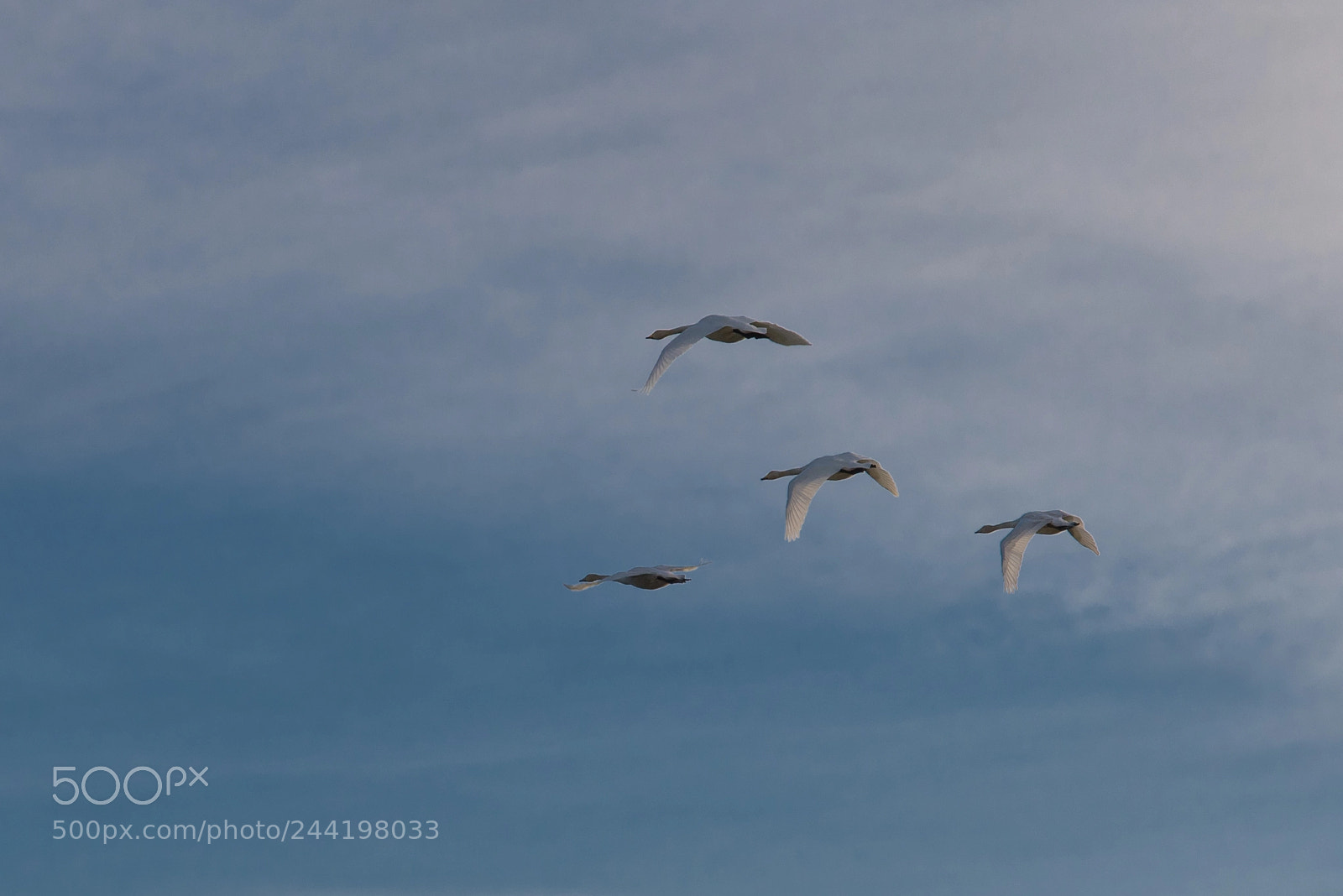 Pentax K-1 sample photo. Fly by photography
