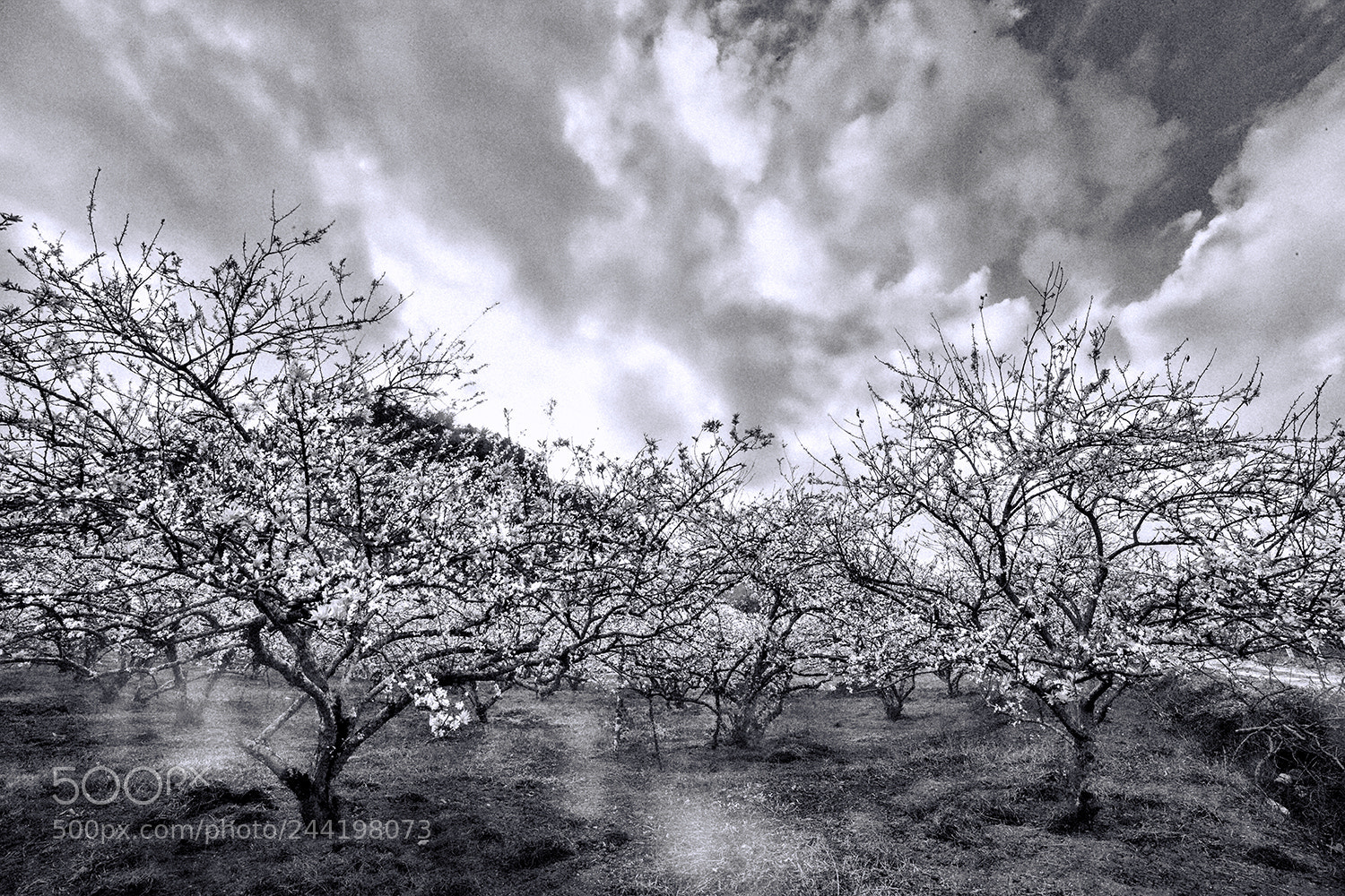 Canon EOS-1Ds Mark III sample photo. B&w photography