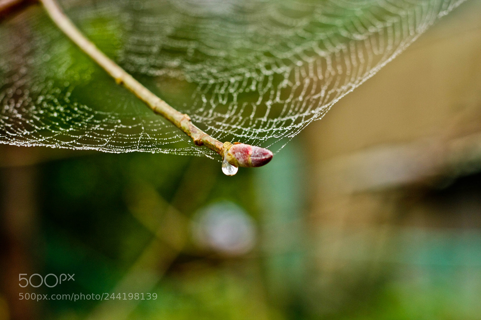Canon EOS 40D sample photo. Untitled photography