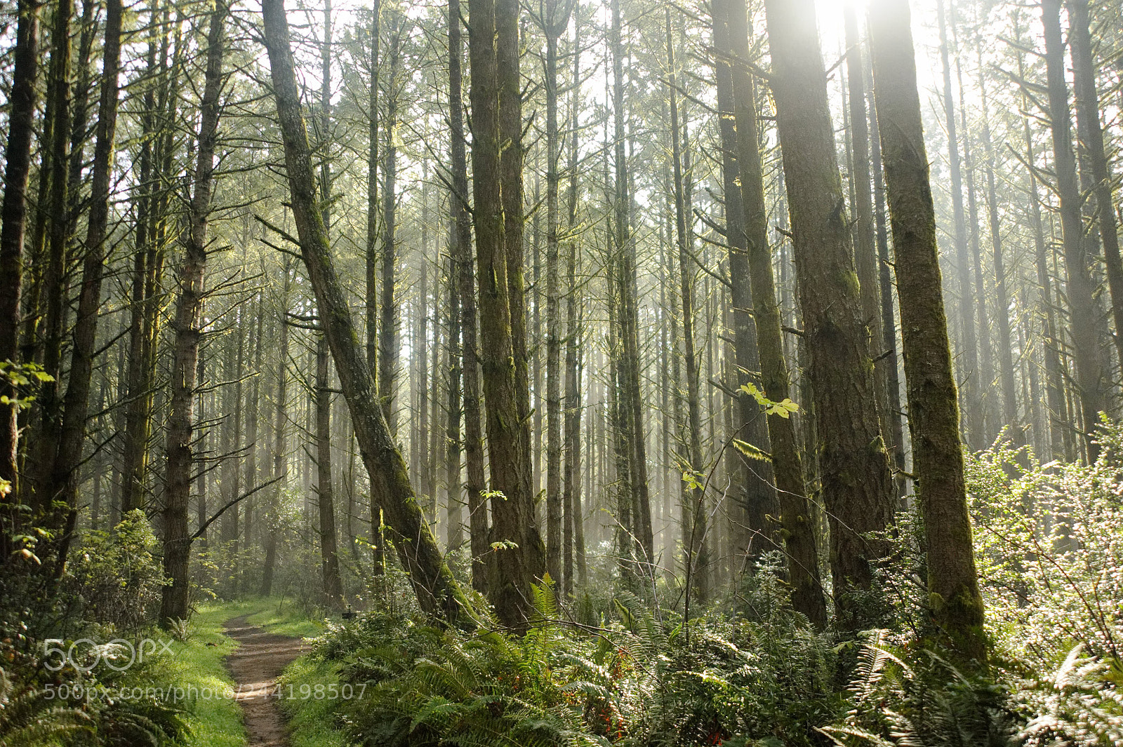 Nikon D700 sample photo. Untitled photography