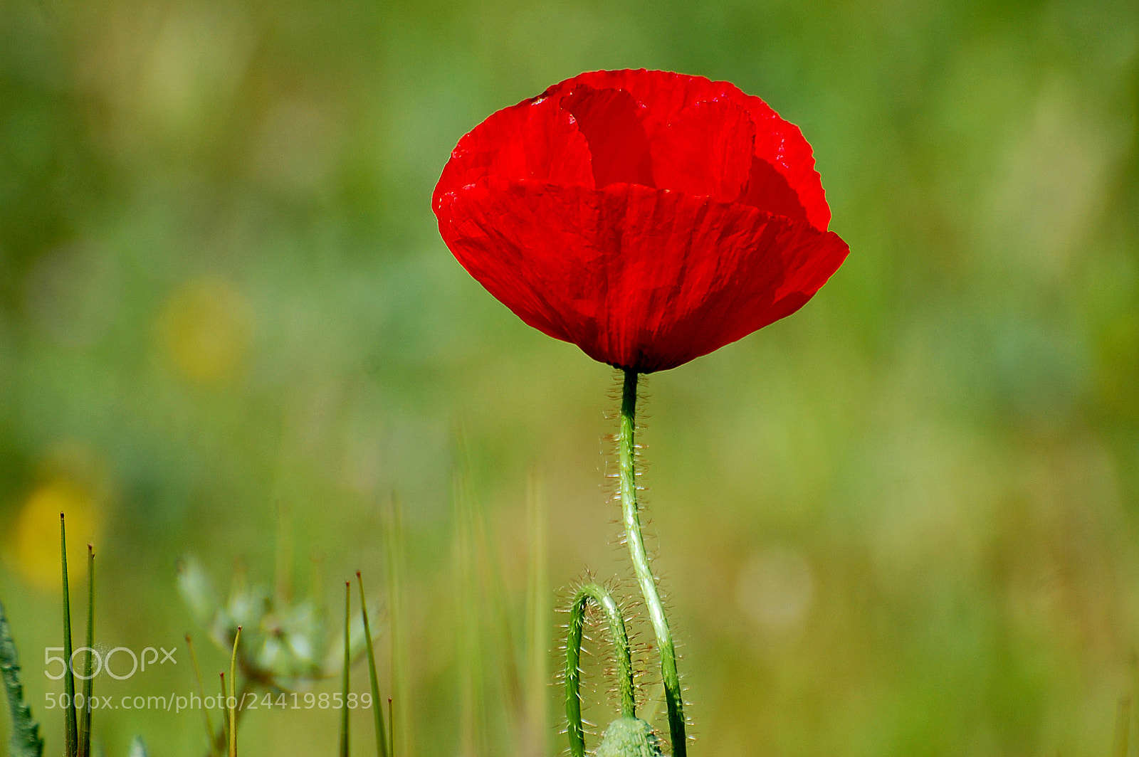 Nikon D40 sample photo. Amapola photography