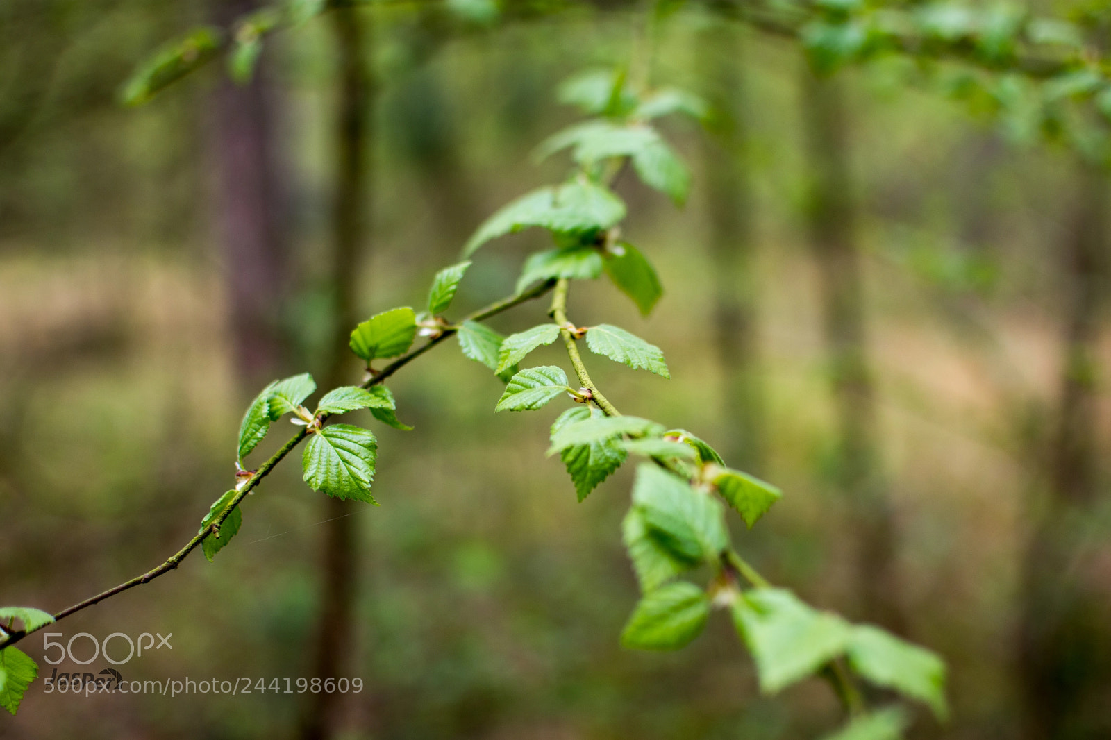 Nikon D7200 sample photo. Woods photography