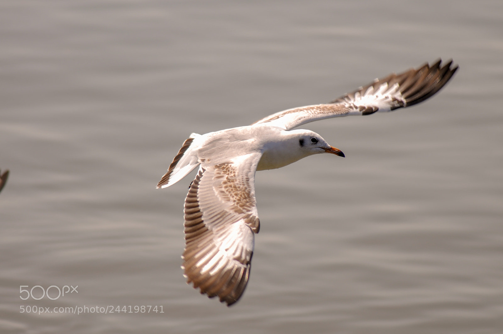 Nikon D300S sample photo. Birds in nature thailand photography