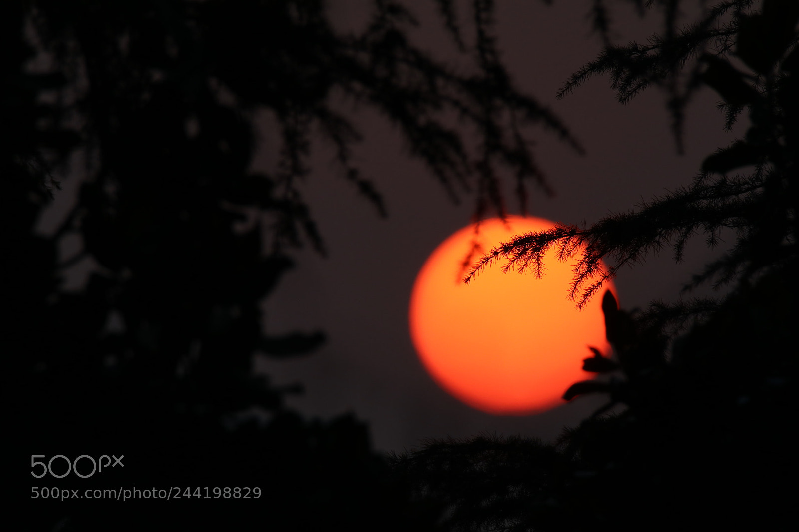 Tamron SP 150-600mm F5-6.3 Di VC USD sample photo. Pine needles and sunrise photography