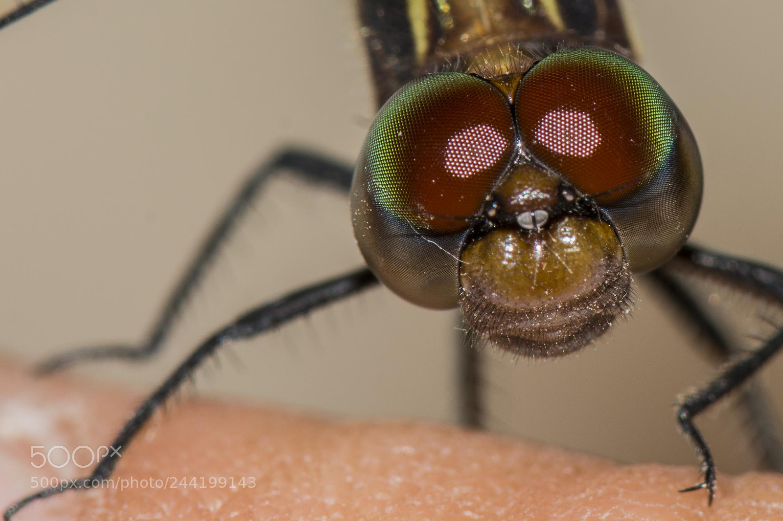 Nikon D7200 sample photo. Untitled photography