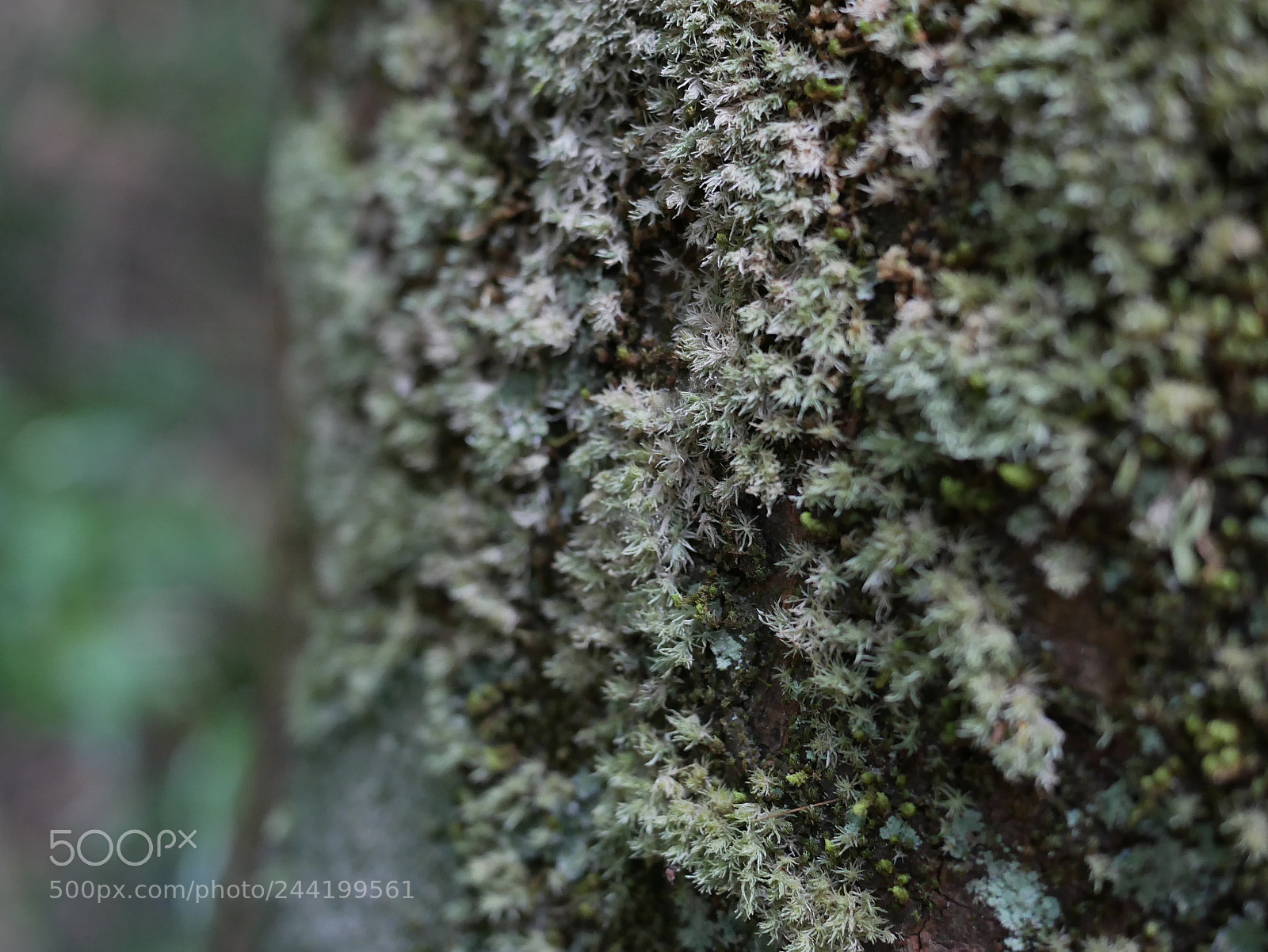 Panasonic Lumix DMC-GX85 (Lumix DMC-GX80 / Lumix DMC-GX7 Mark II) sample photo. Old tree photography