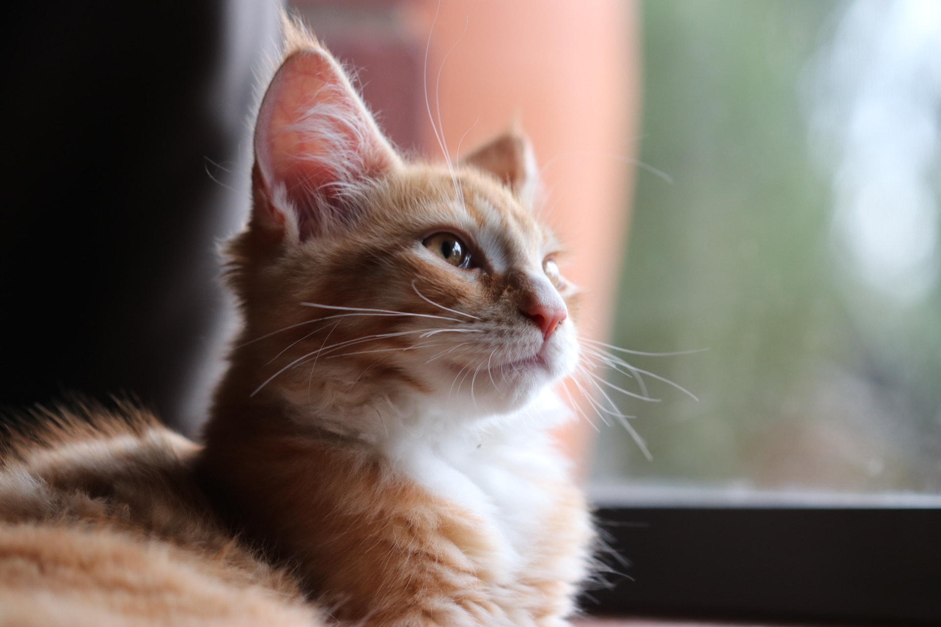 Canon EF 100mm F2.8 Macro USM sample photo. Mainecoone kitten photography