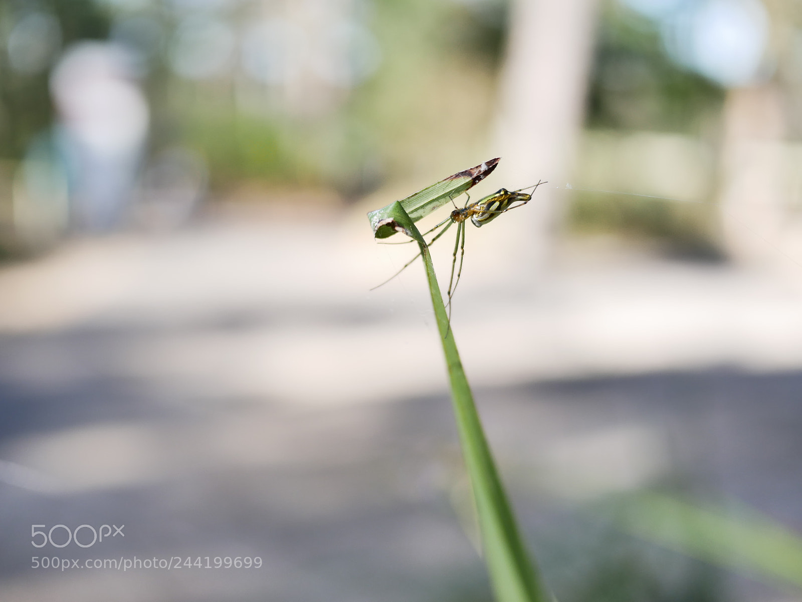 Panasonic Lumix DMC-GX85 (Lumix DMC-GX80 / Lumix DMC-GX7 Mark II) sample photo. Spider on the edge photography
