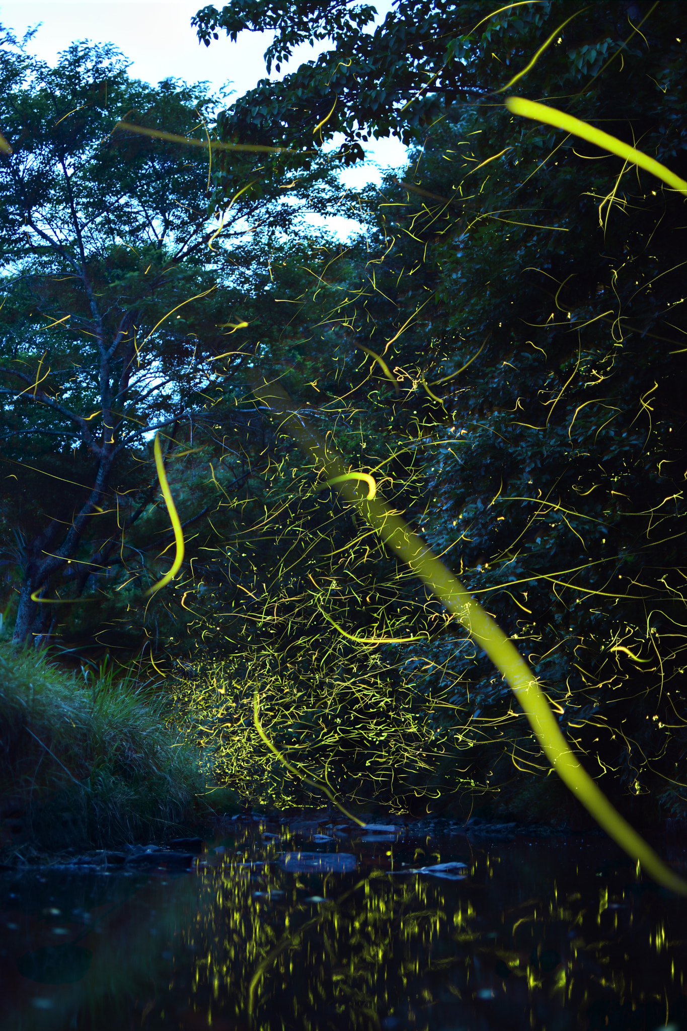 Nikon AF-S DX Nikkor 35mm F1.8G sample photo. Firefly photography