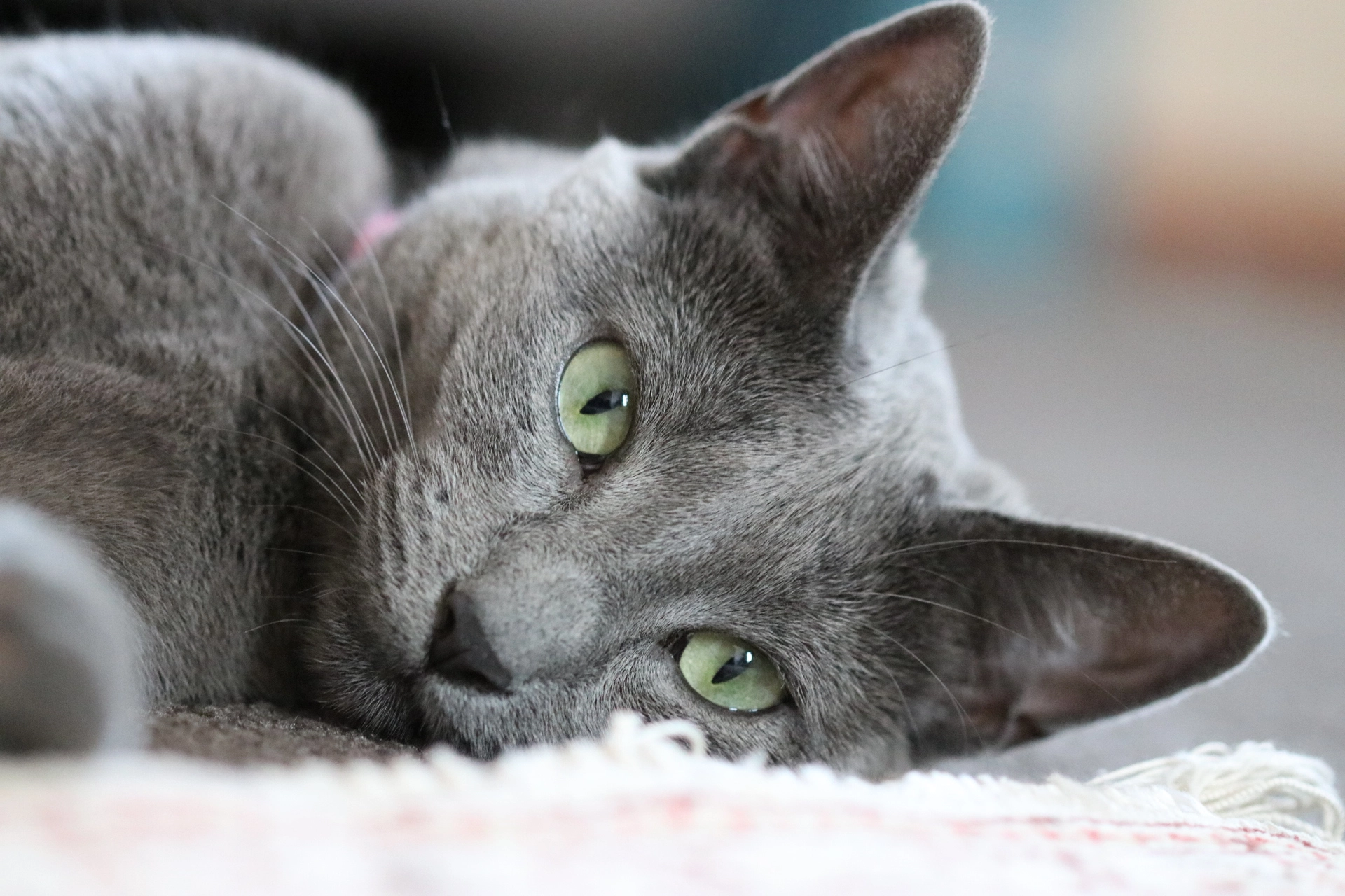 Canon EF 100mm F2.8 Macro USM sample photo. Russian blue beauty photography