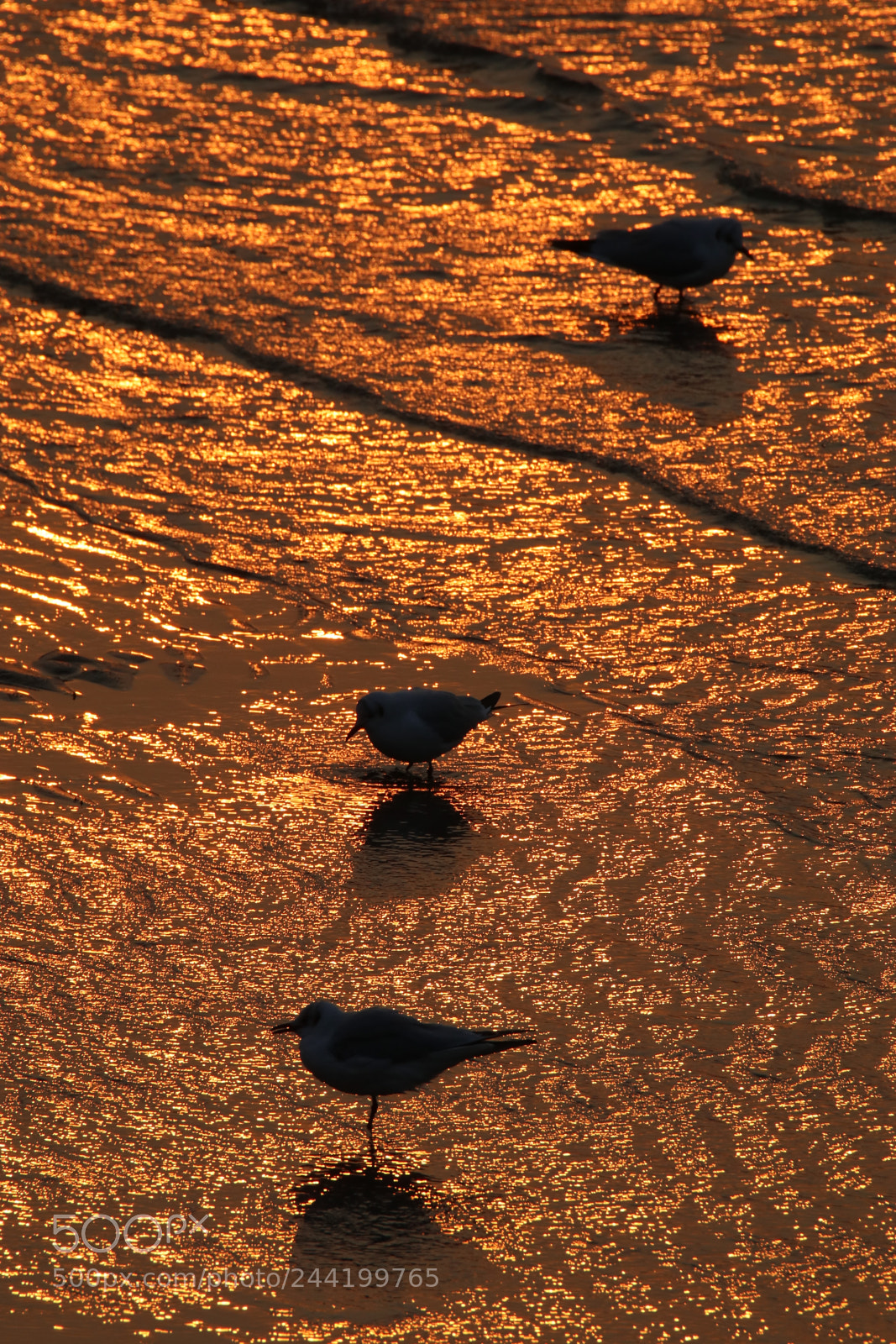 Tamron SP 150-600mm F5-6.3 Di VC USD sample photo. The guardians of the photography