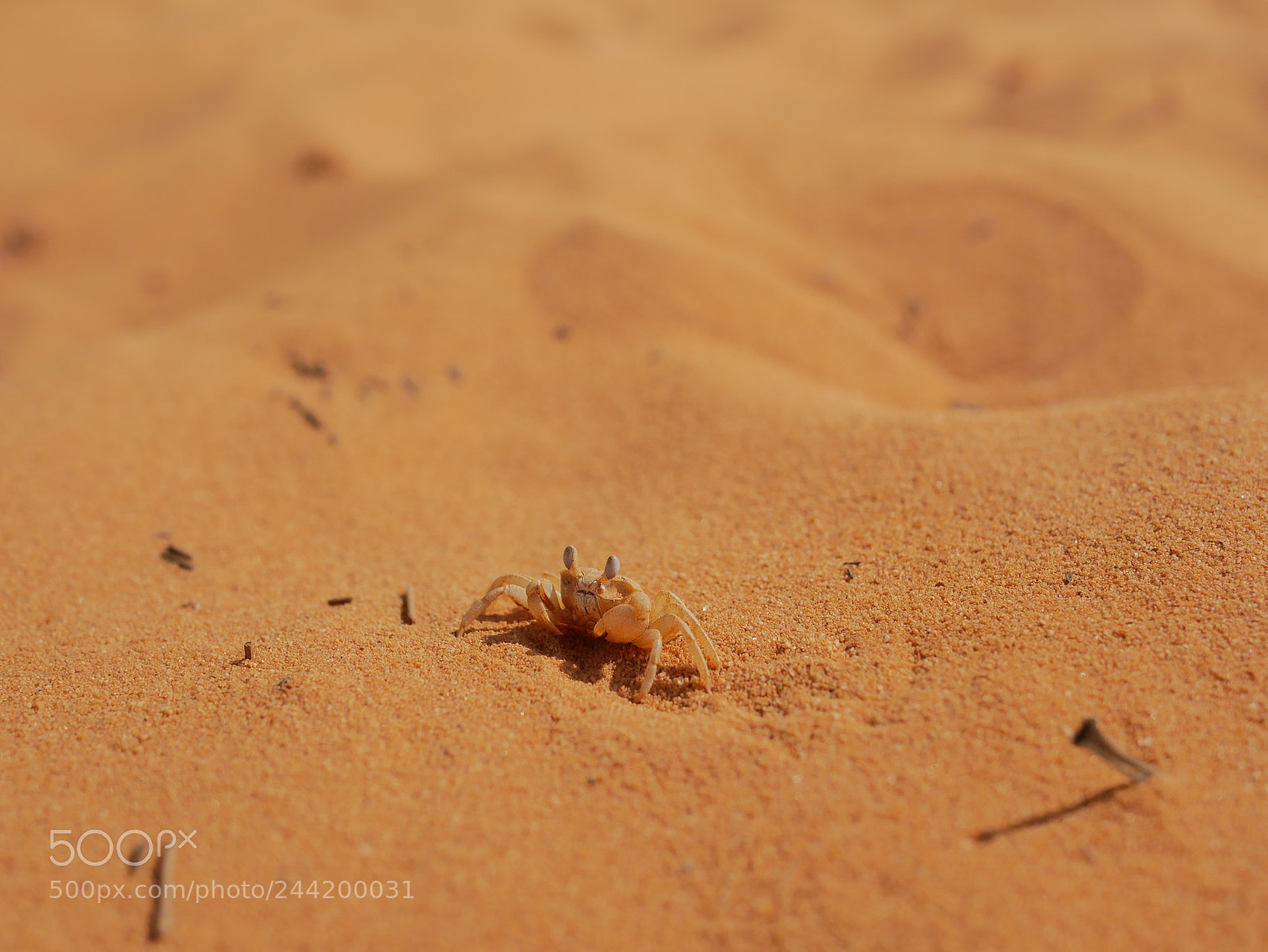 Panasonic Lumix DMC-GX85 (Lumix DMC-GX80 / Lumix DMC-GX7 Mark II) sample photo. Crab photography