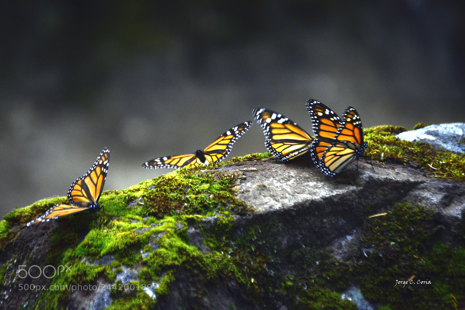 Nikon D3400 sample photo. Mariposas monarca photography