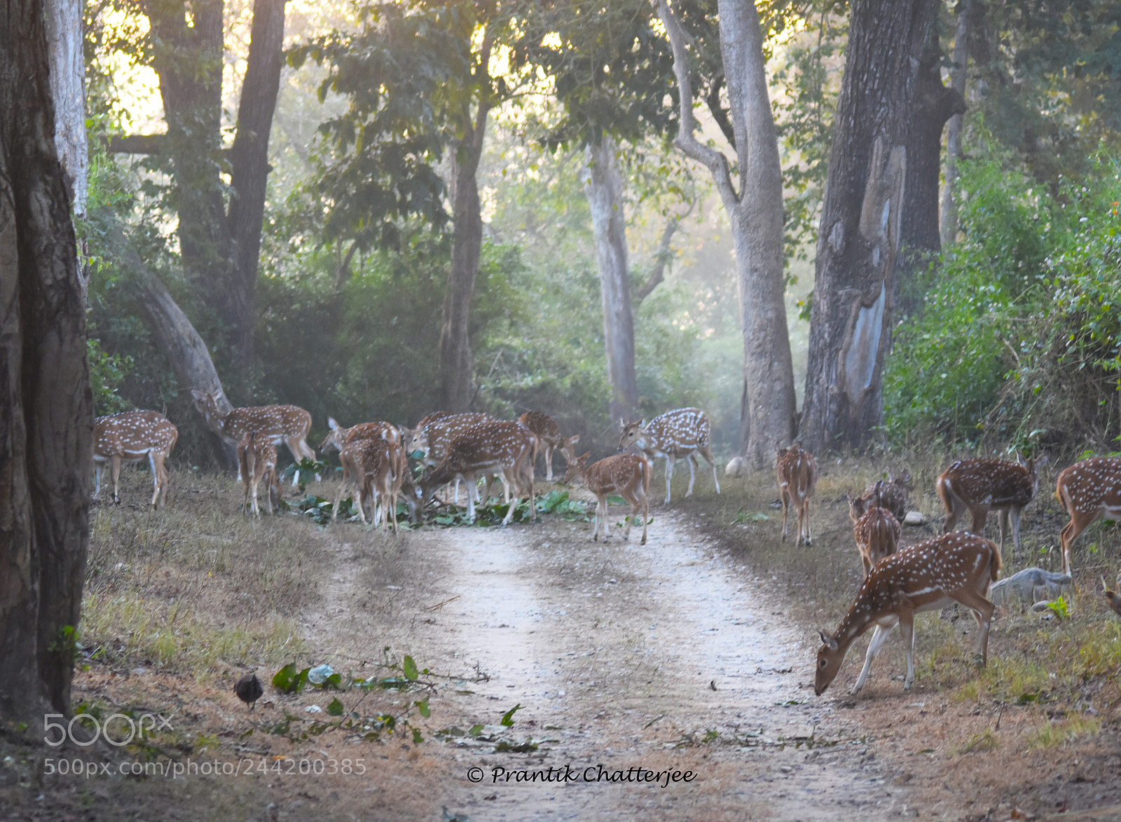 Nikon D7200 sample photo. One fine morning at photography