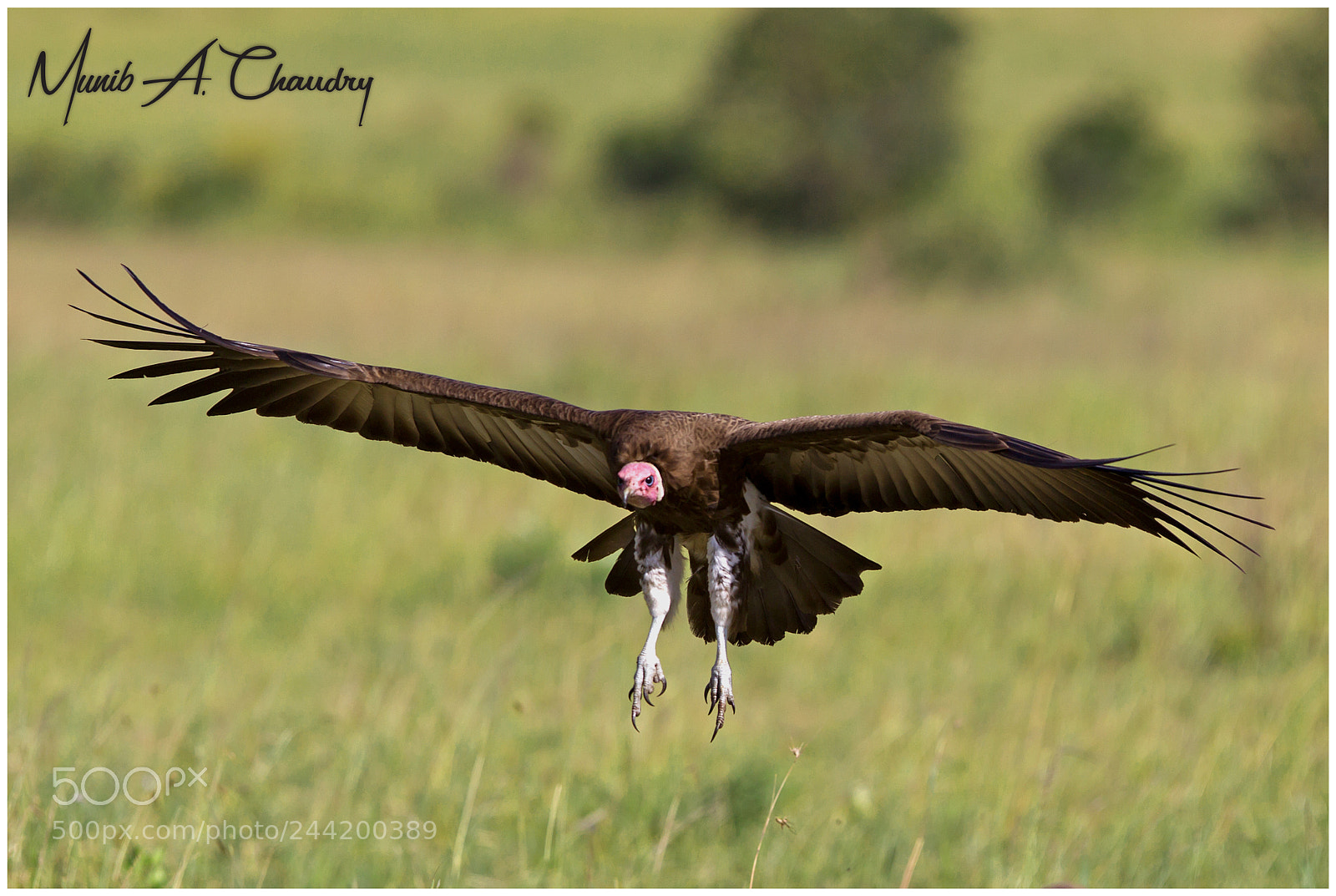 Canon EOS-1D Mark IV sample photo. The landing scavenger! photography