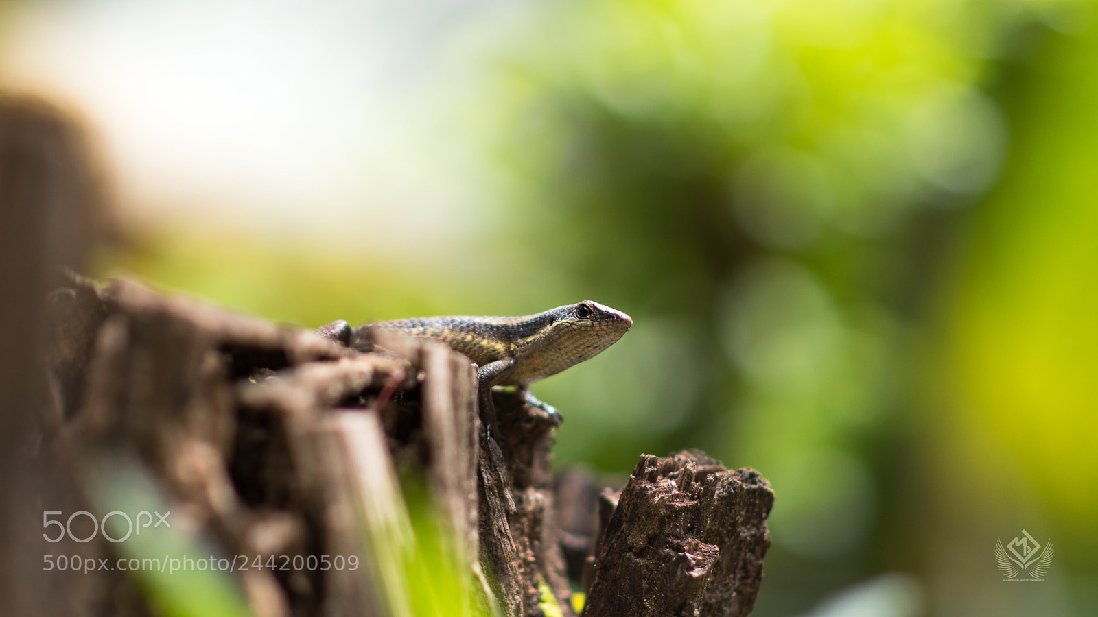 Nikon D5500 sample photo. Untitled photography