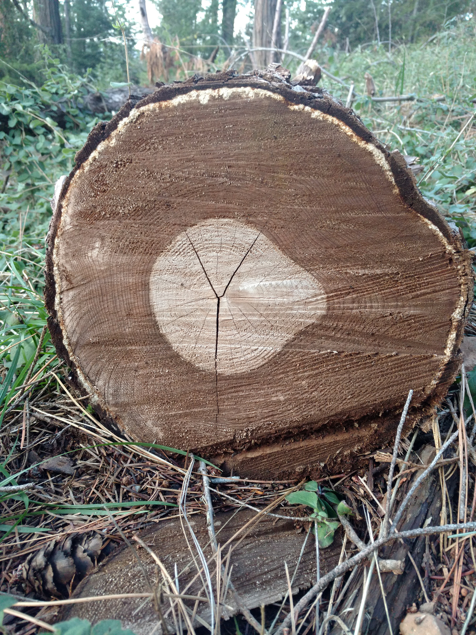 Motorola DROID Turbo 2 sample photo