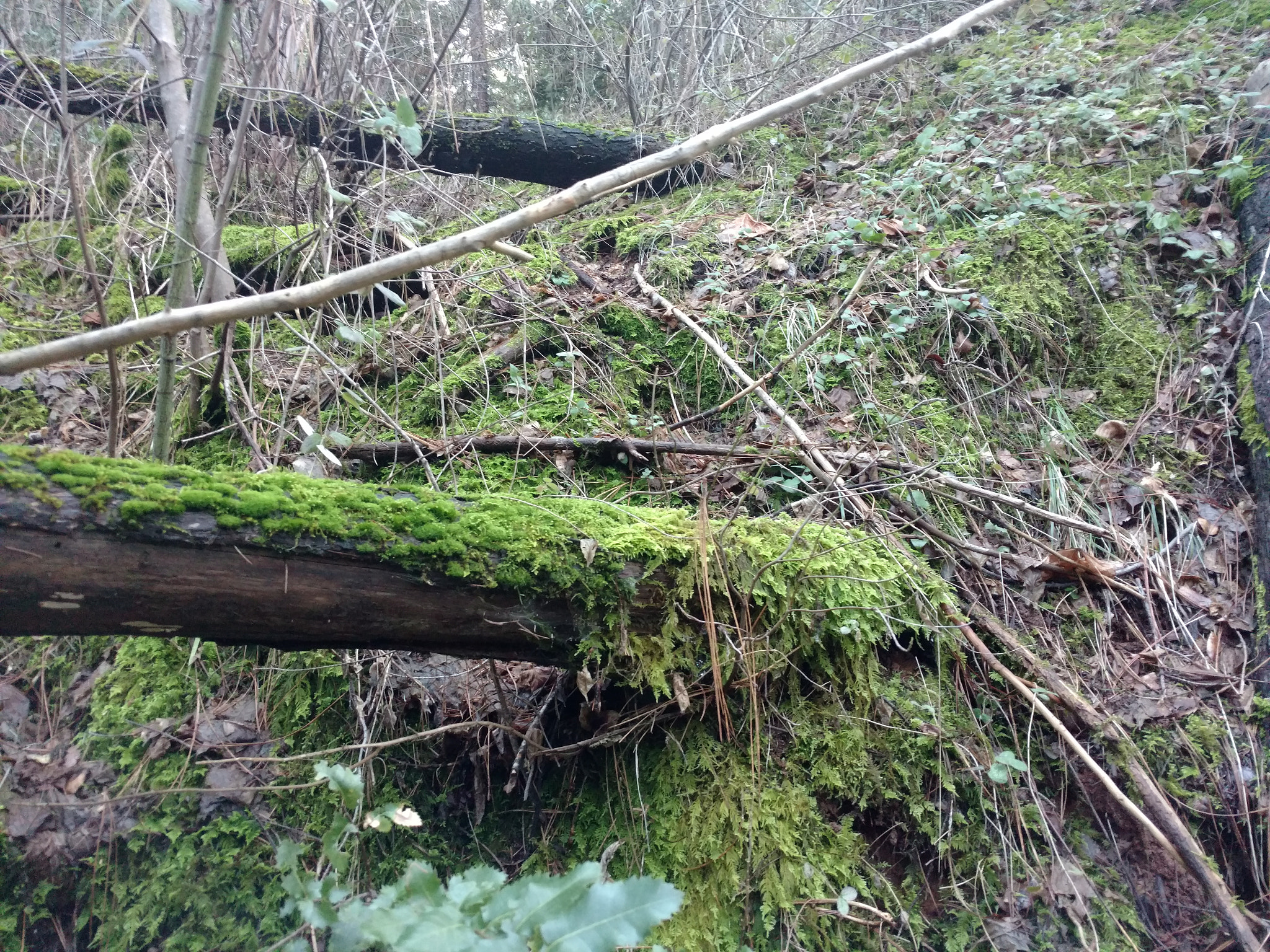 Motorola DROID Turbo 2 sample photo