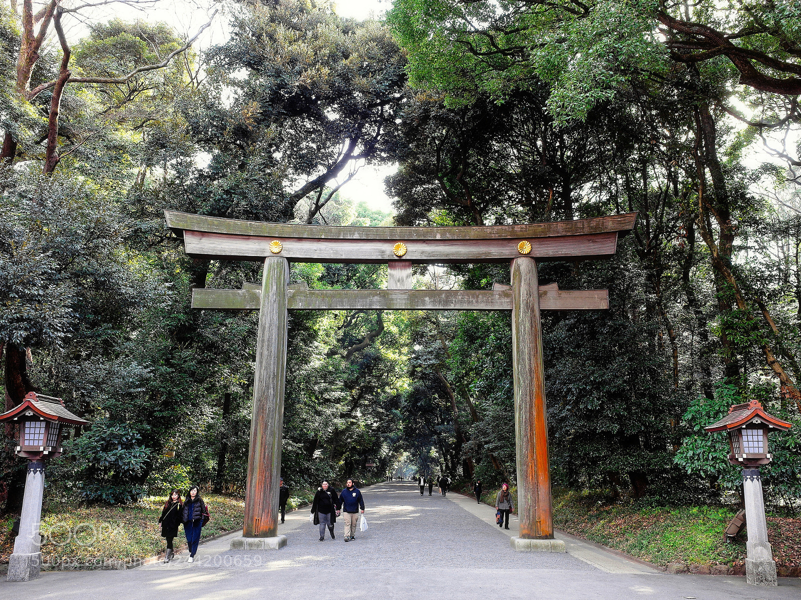 Ricoh GR II sample photo. Meiji shrine photography