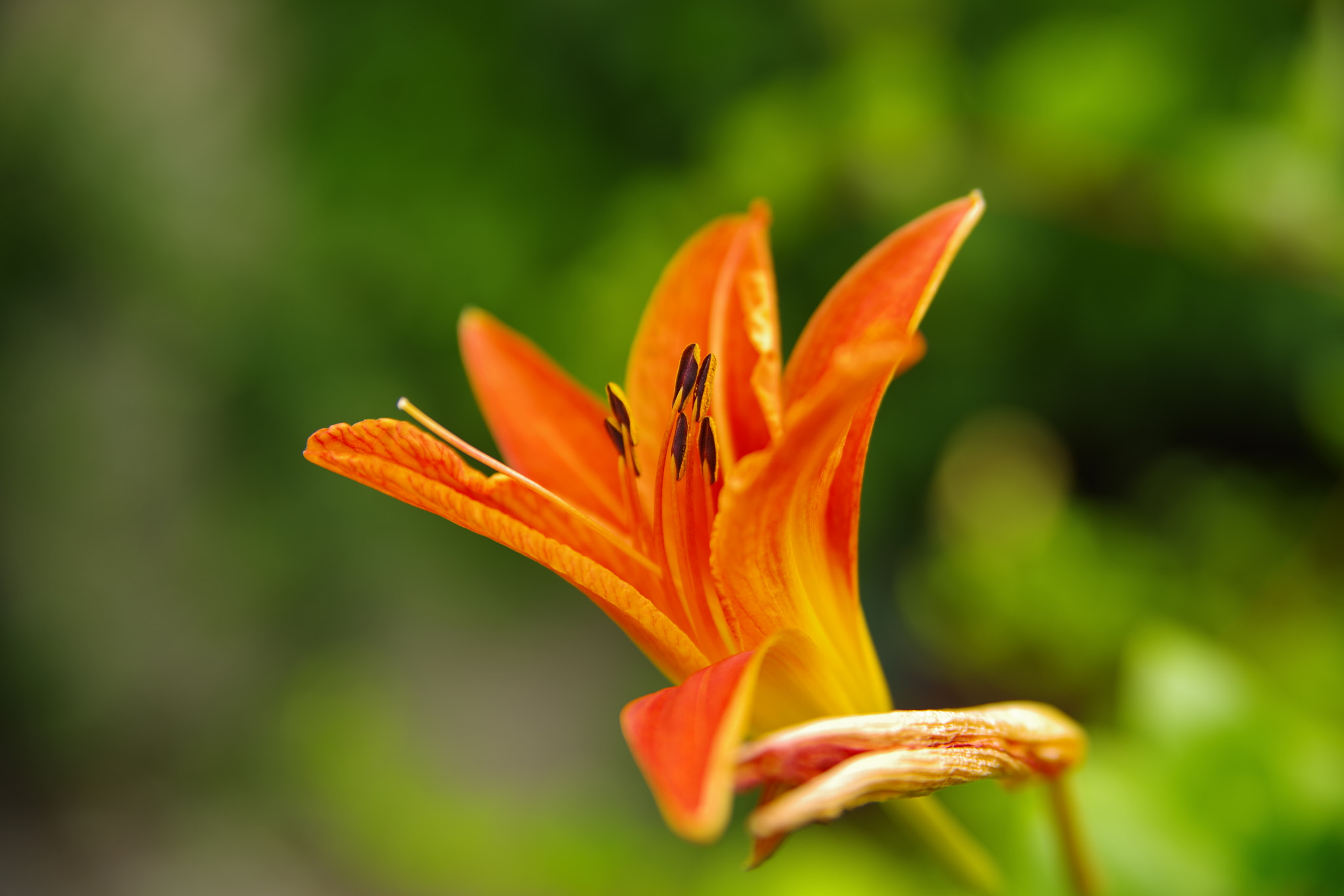 Pentax K-1 sample photo. Lilie photography