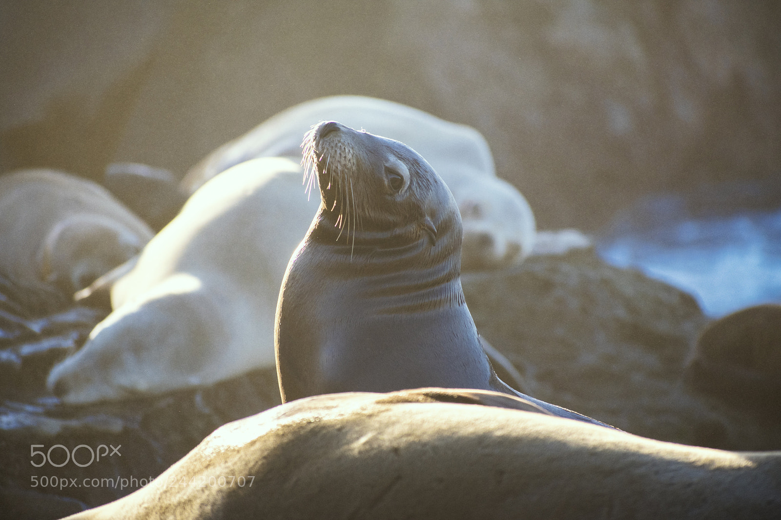 Nikon D3400 sample photo. Seals photography