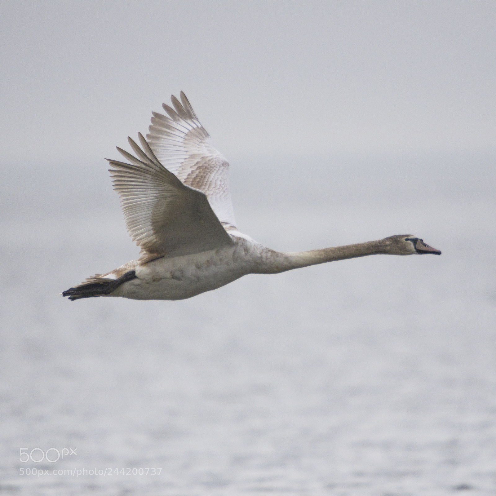 Pentax K-3 sample photo. Swan photography