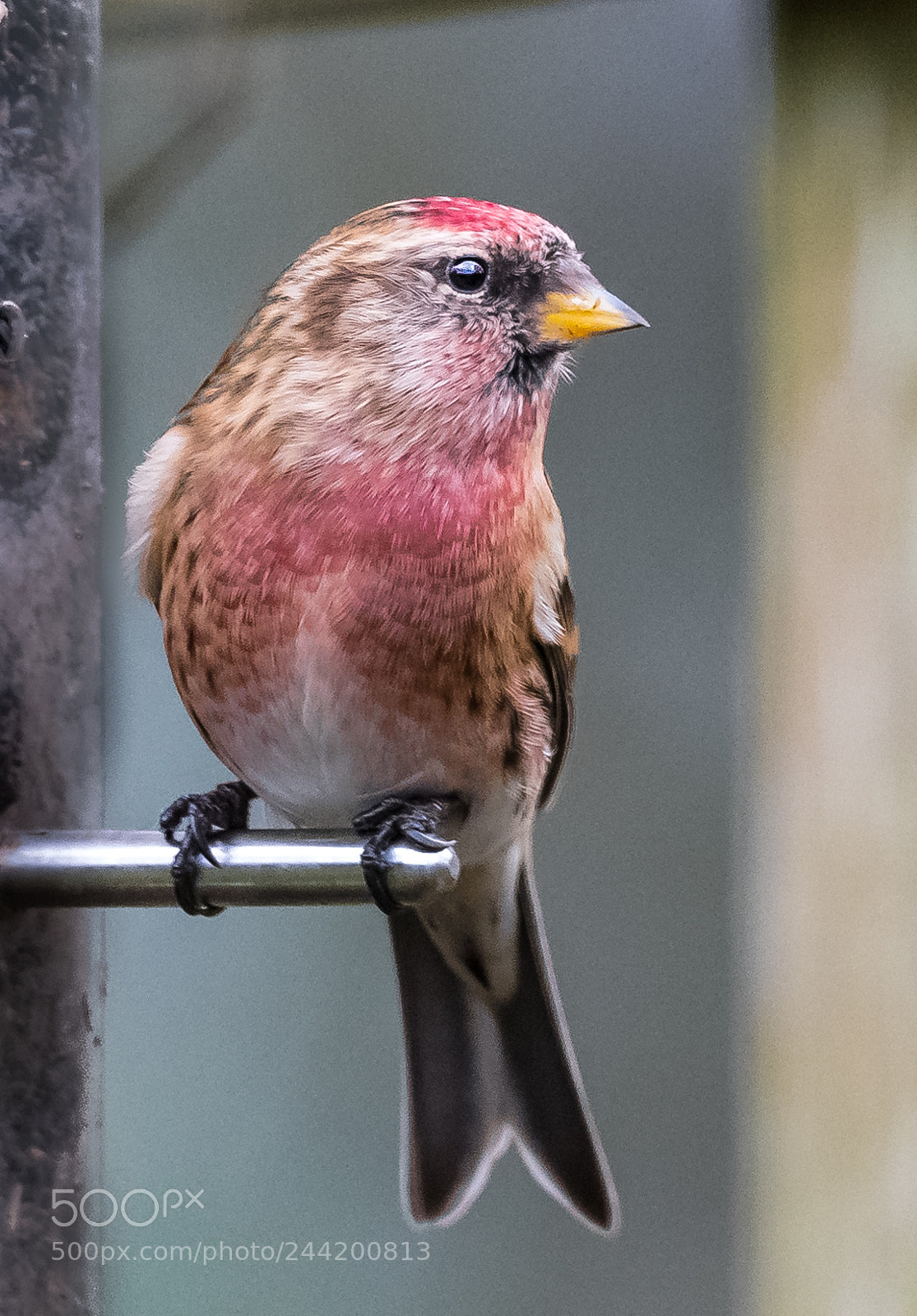 Nikon D850 sample photo. Lesser redpoll iv photography