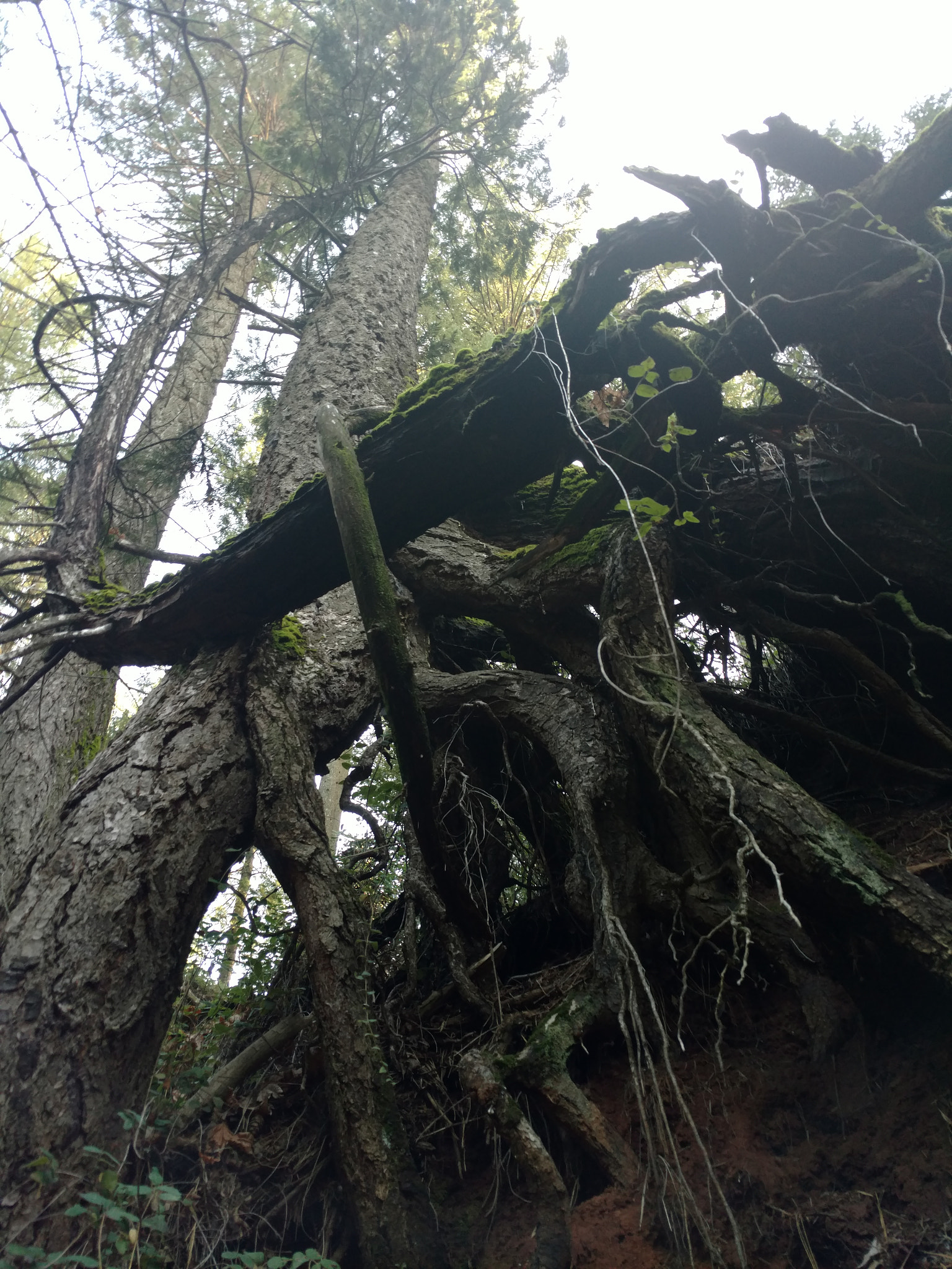 Motorola DROID Turbo 2 sample photo