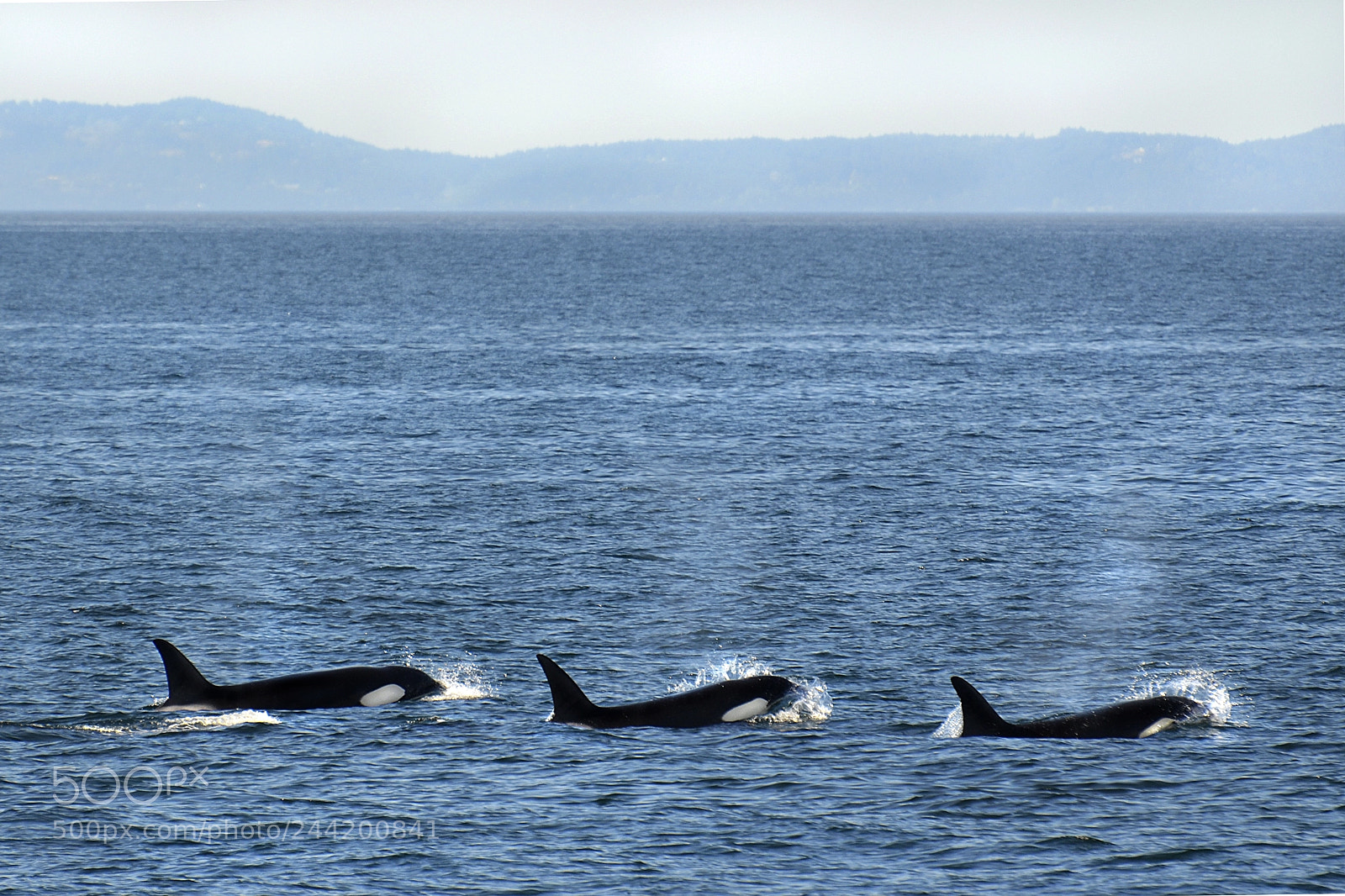 Nikon D5100 sample photo. Orca whale family swimming photography