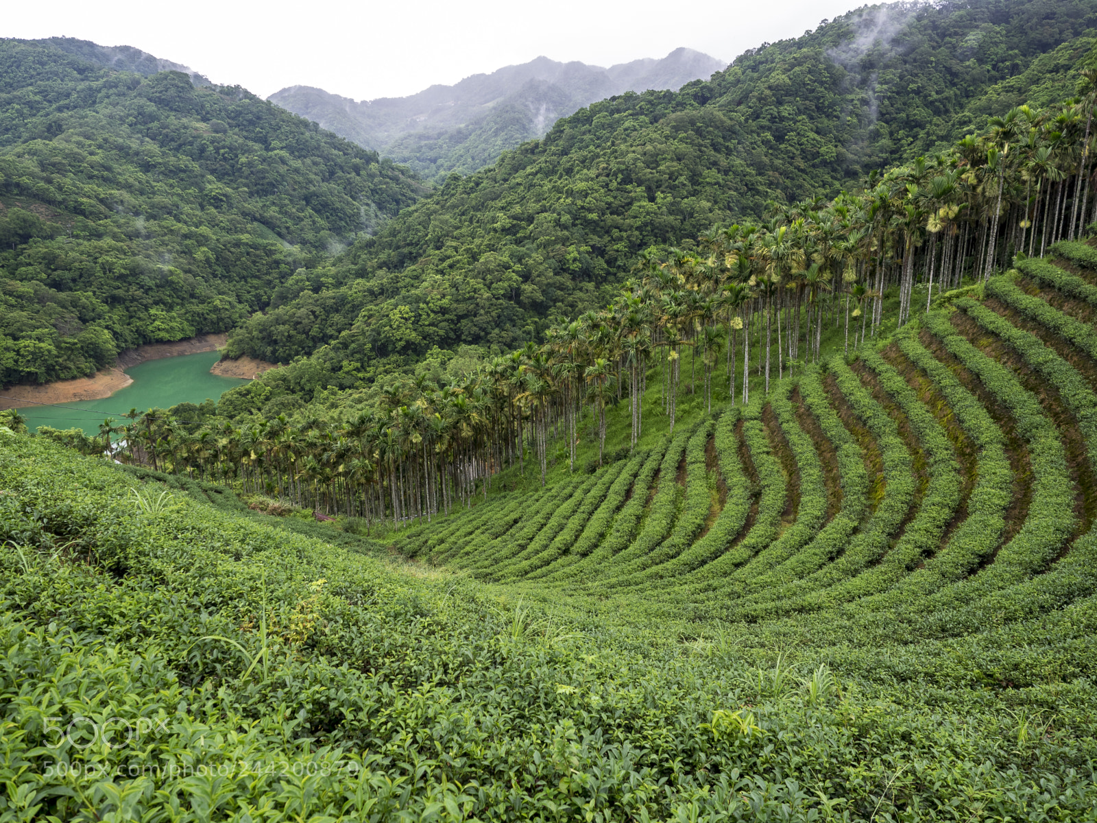 Olympus OM-D E-M1 sample photo. Tea plantation taiwan photography