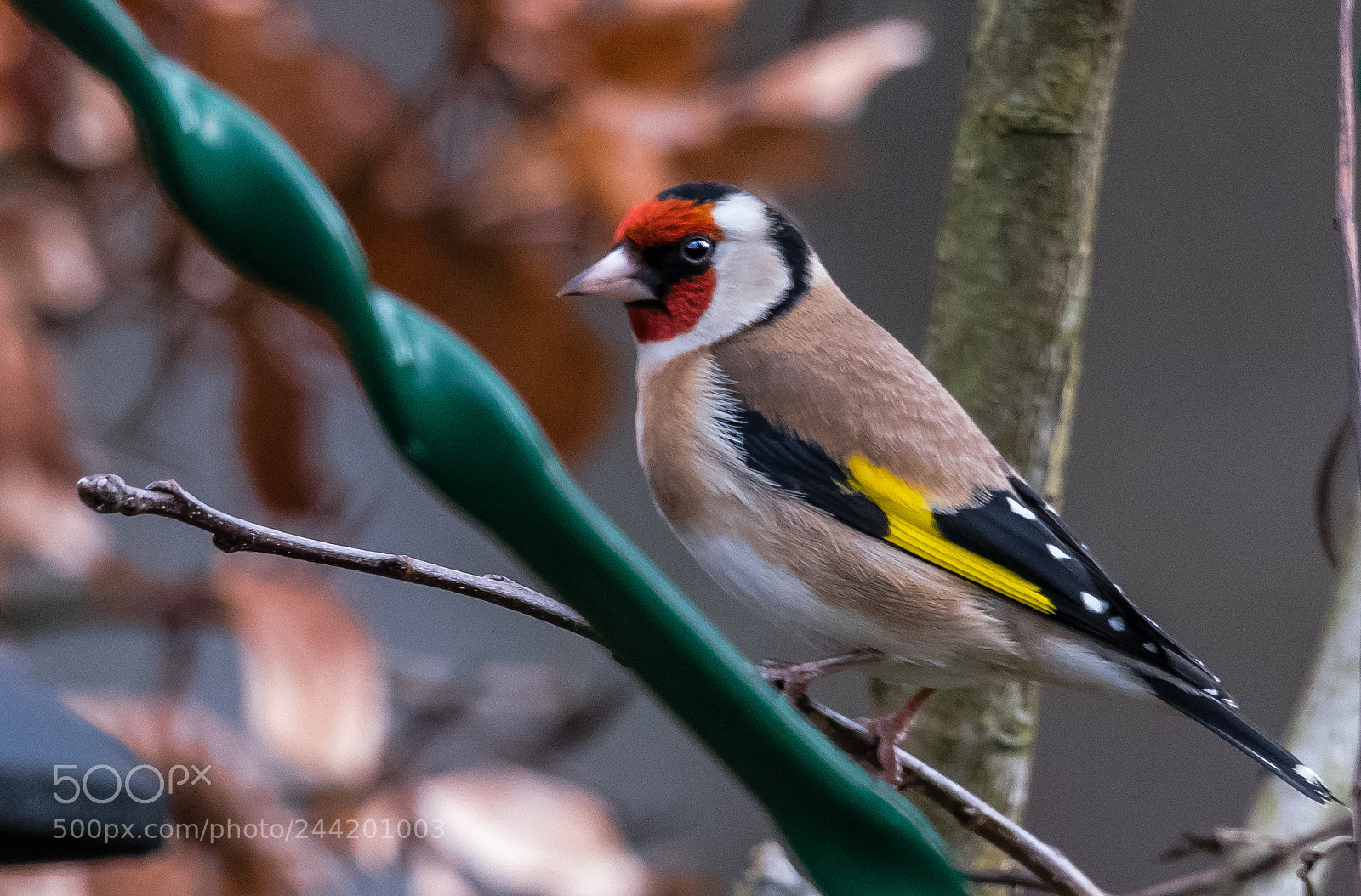 Nikon D850 sample photo. Goldfinch photography