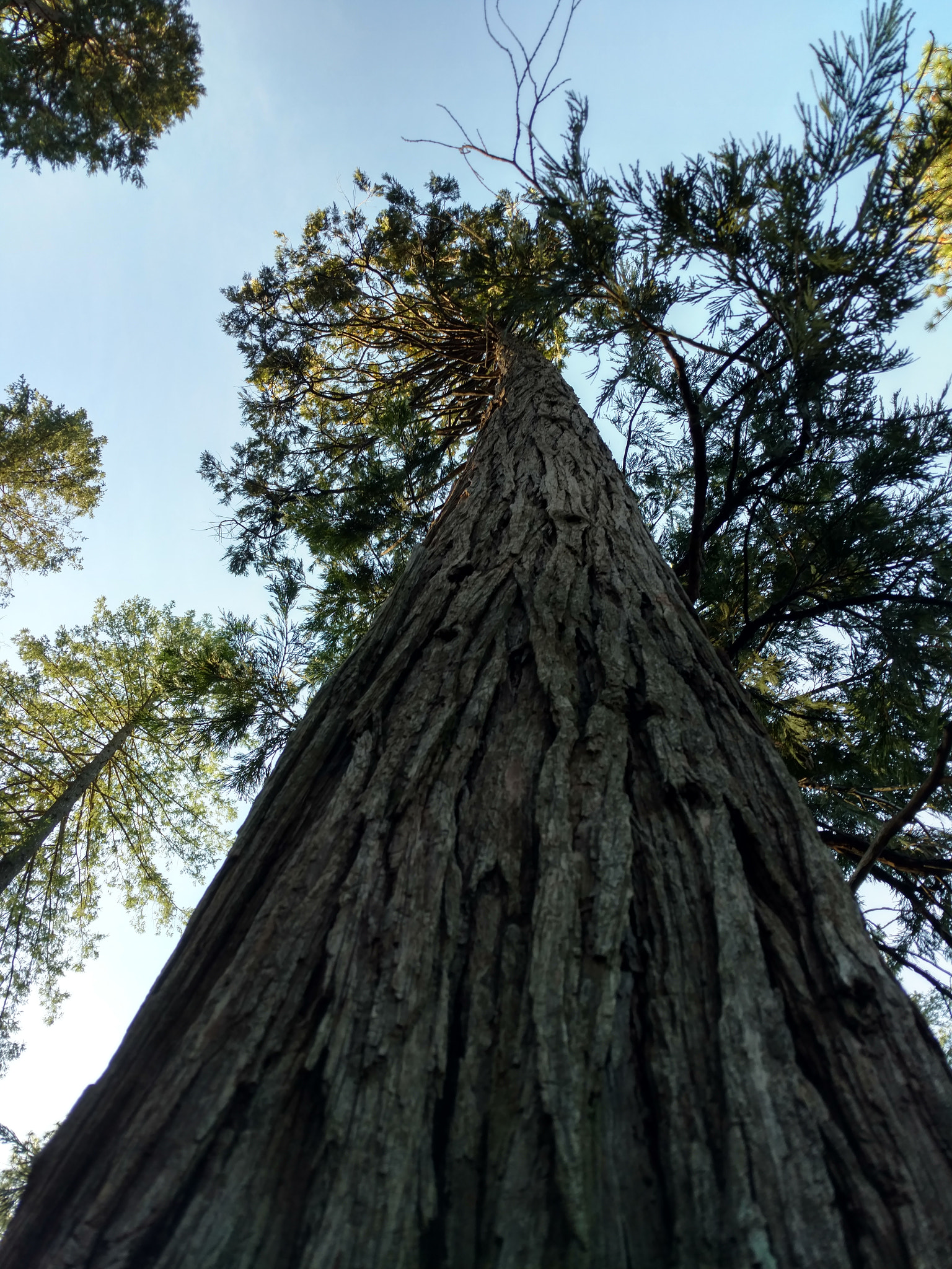 Motorola DROID Turbo 2 sample photo