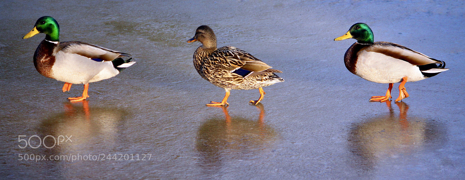 Canon EOS 50D sample photo. Reflection photography