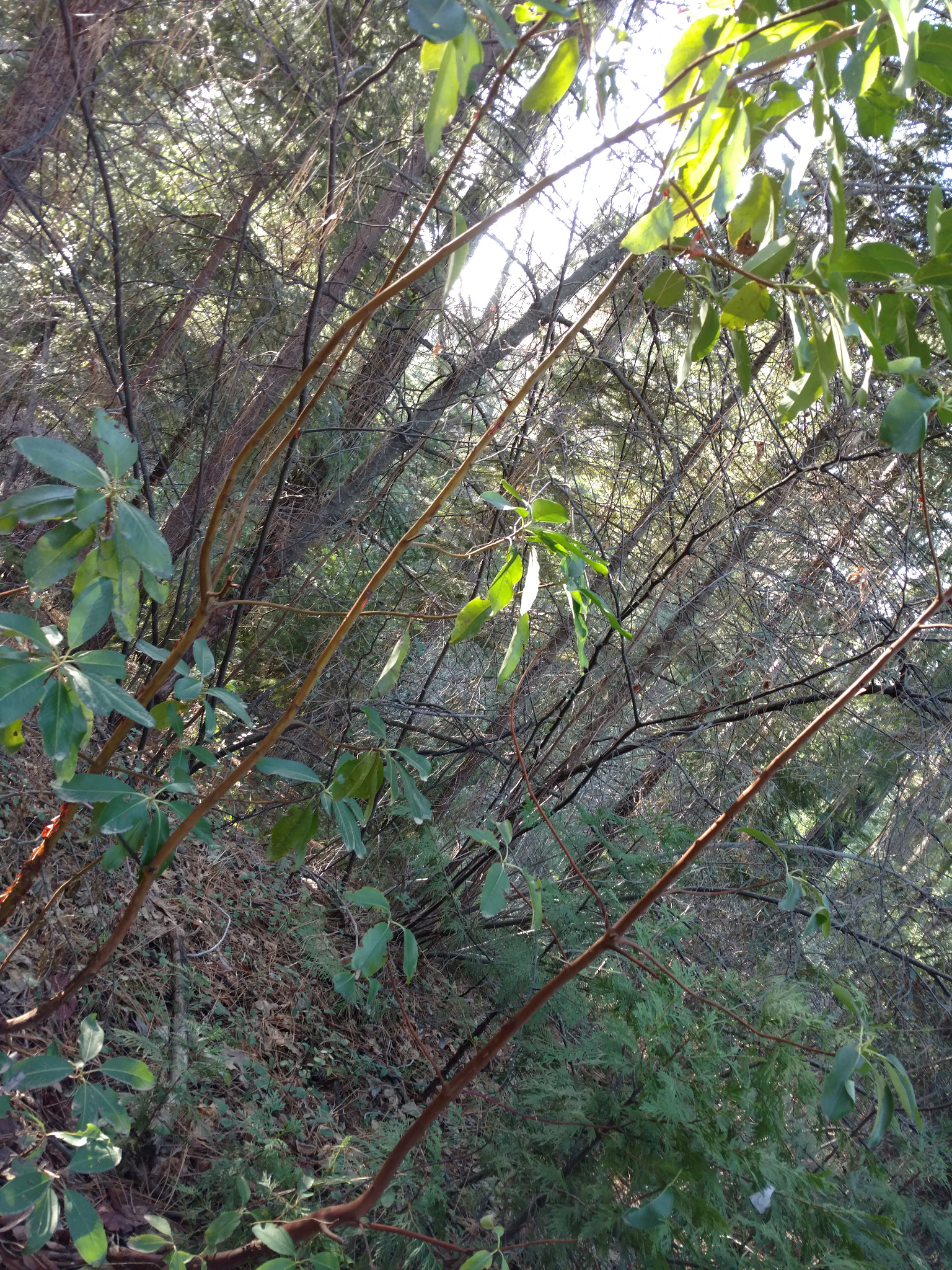 Motorola DROID Turbo 2 sample photo