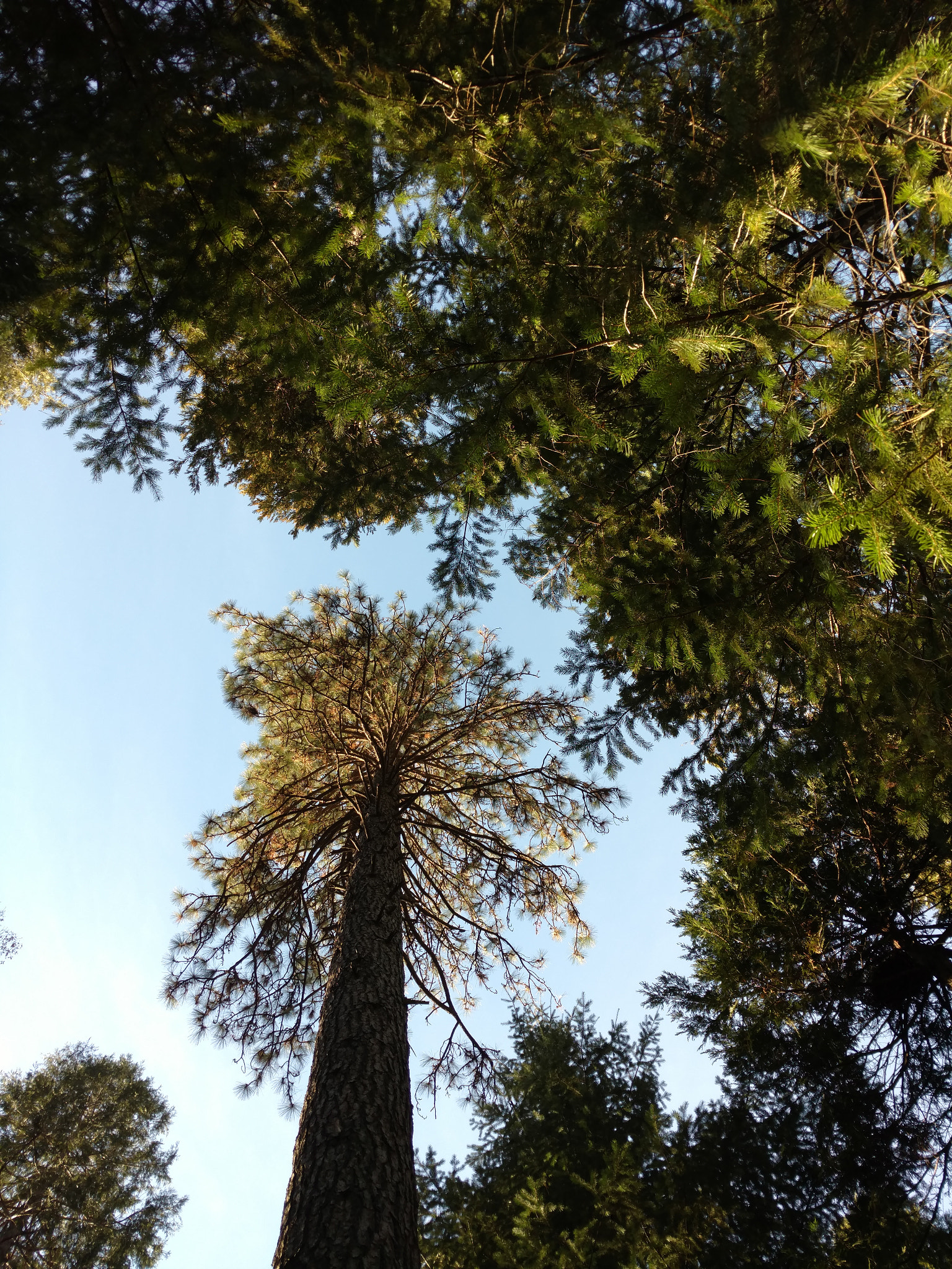 Motorola DROID Turbo 2 sample photo